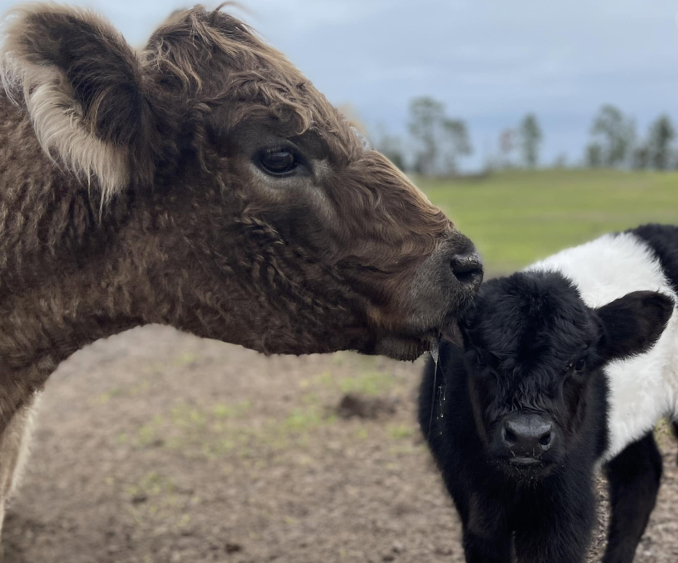 Close-up of two Highland cattle standing in a grassy field
