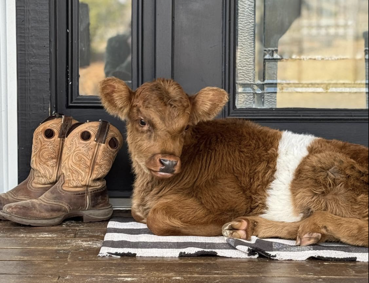 Brown-and-white calf resting beside a pair of western cowboy boots on a striped mat by a black door