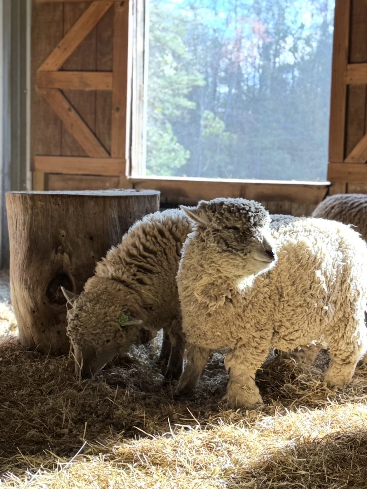 Two fluffy sheep standing on straw inside a rustic wooden barn.