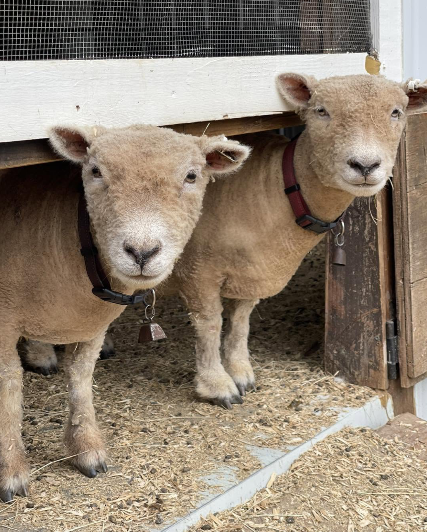 Two tan sheep wearing collars and bells standing in a wooden barn doorway.