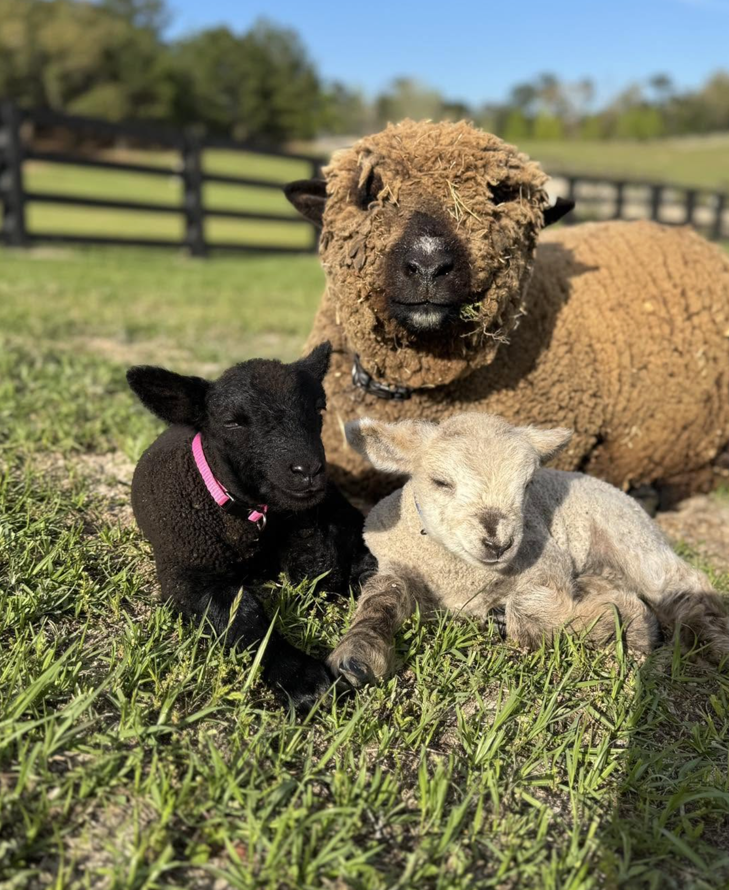 Adult sheep resting with two lambs, one black and one cream-colored, in a grassy pasture.