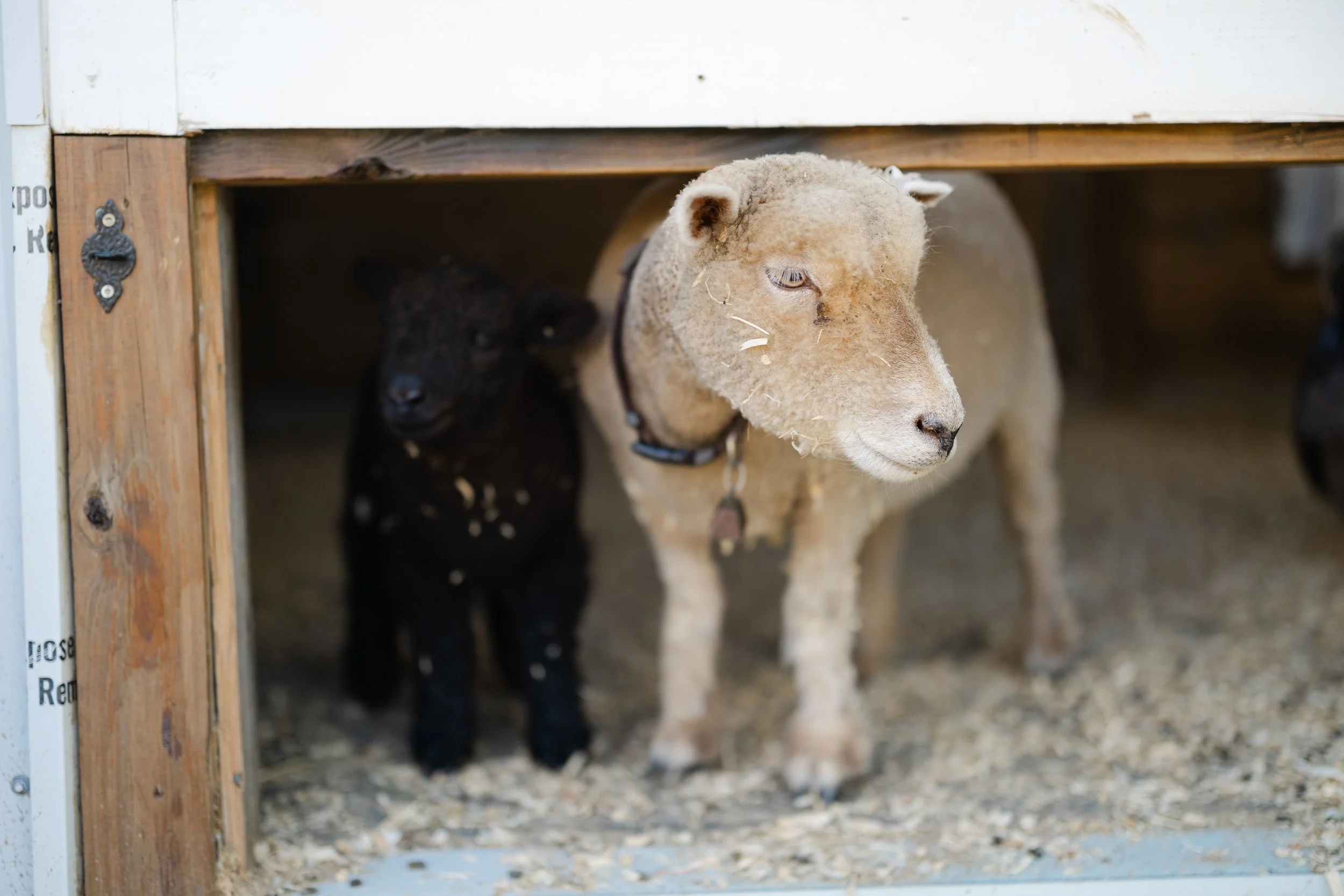 A sheep and black lamb standing in a wooden barn doorway