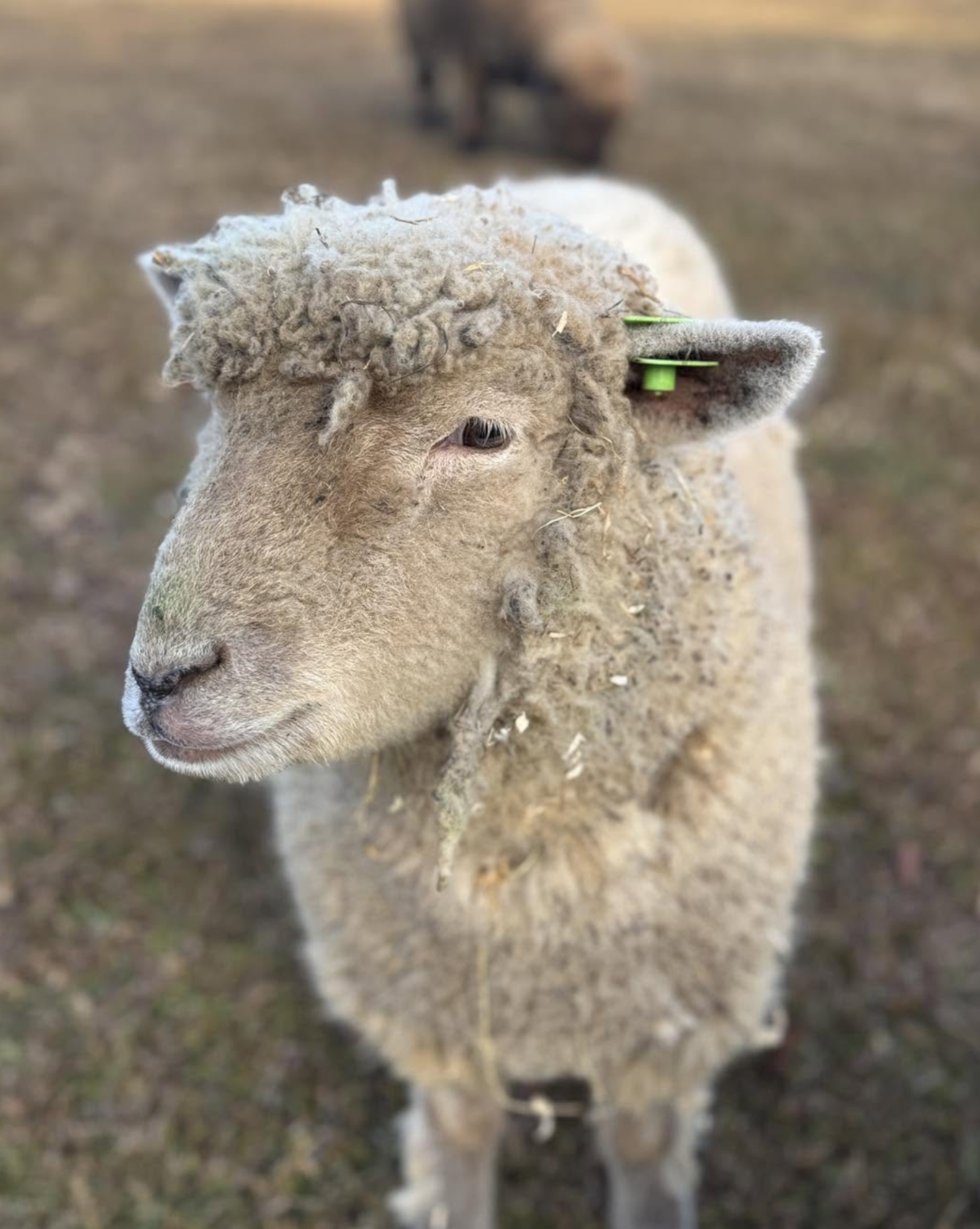 Close-up of a fluffy tan sheep with a green ear tag standing outdoors