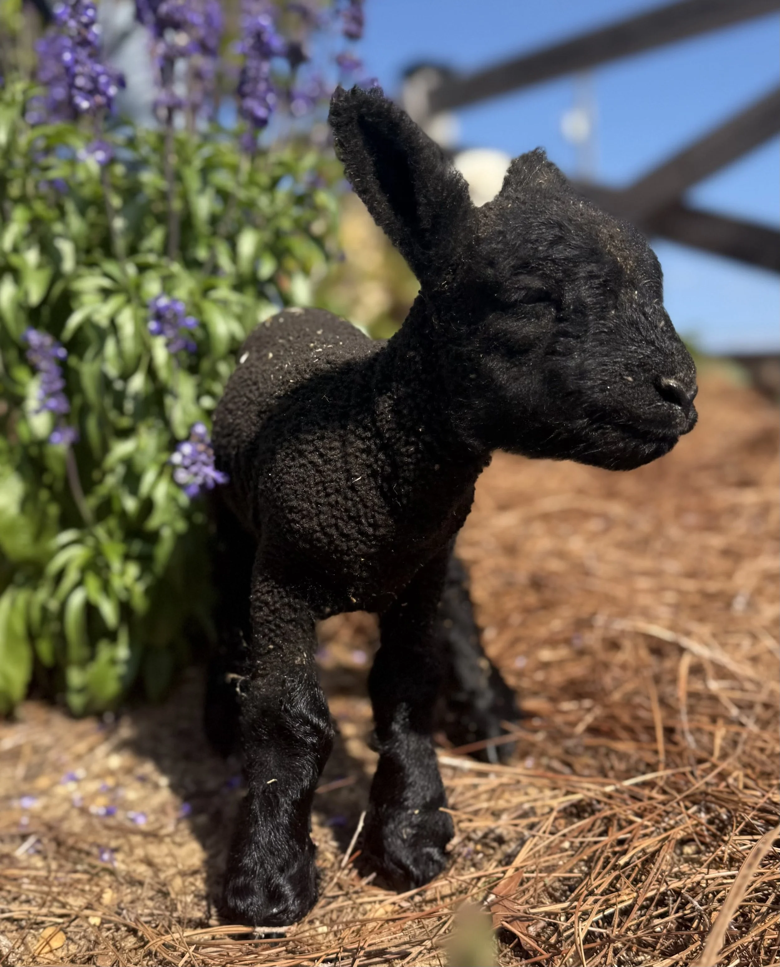 Black stuffed gorilla toy standing outdoors near purple flowers