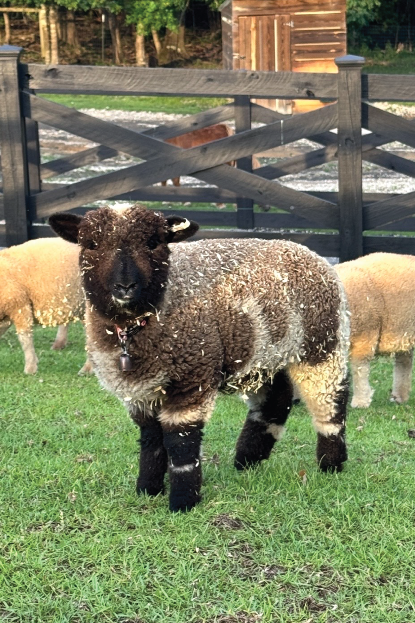Sheep.png