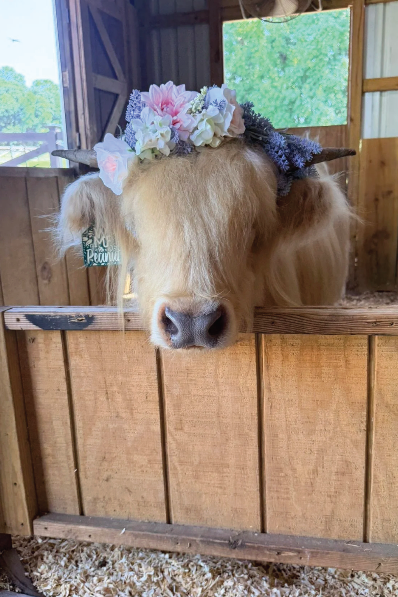 Petunia.png
