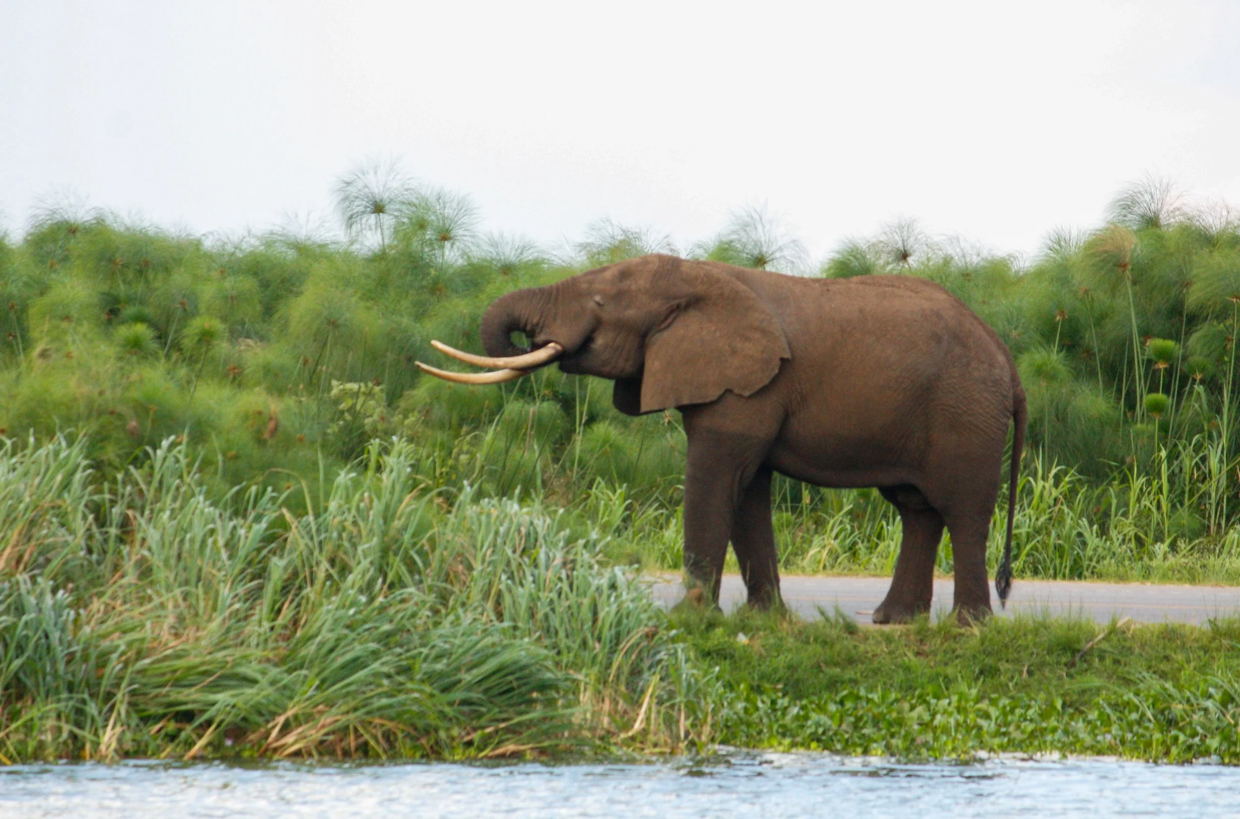 Went for an entire boat road down the Kazinga Channel before spotting this beauty on the side of the road!