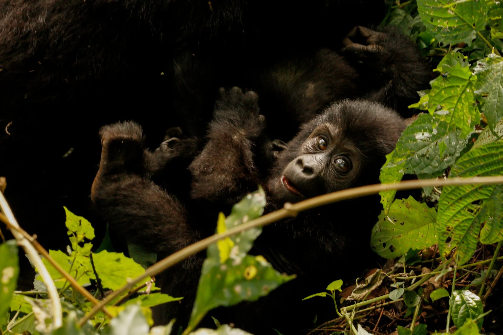 10 Things to know before you go gorilla trekking in Uganda
