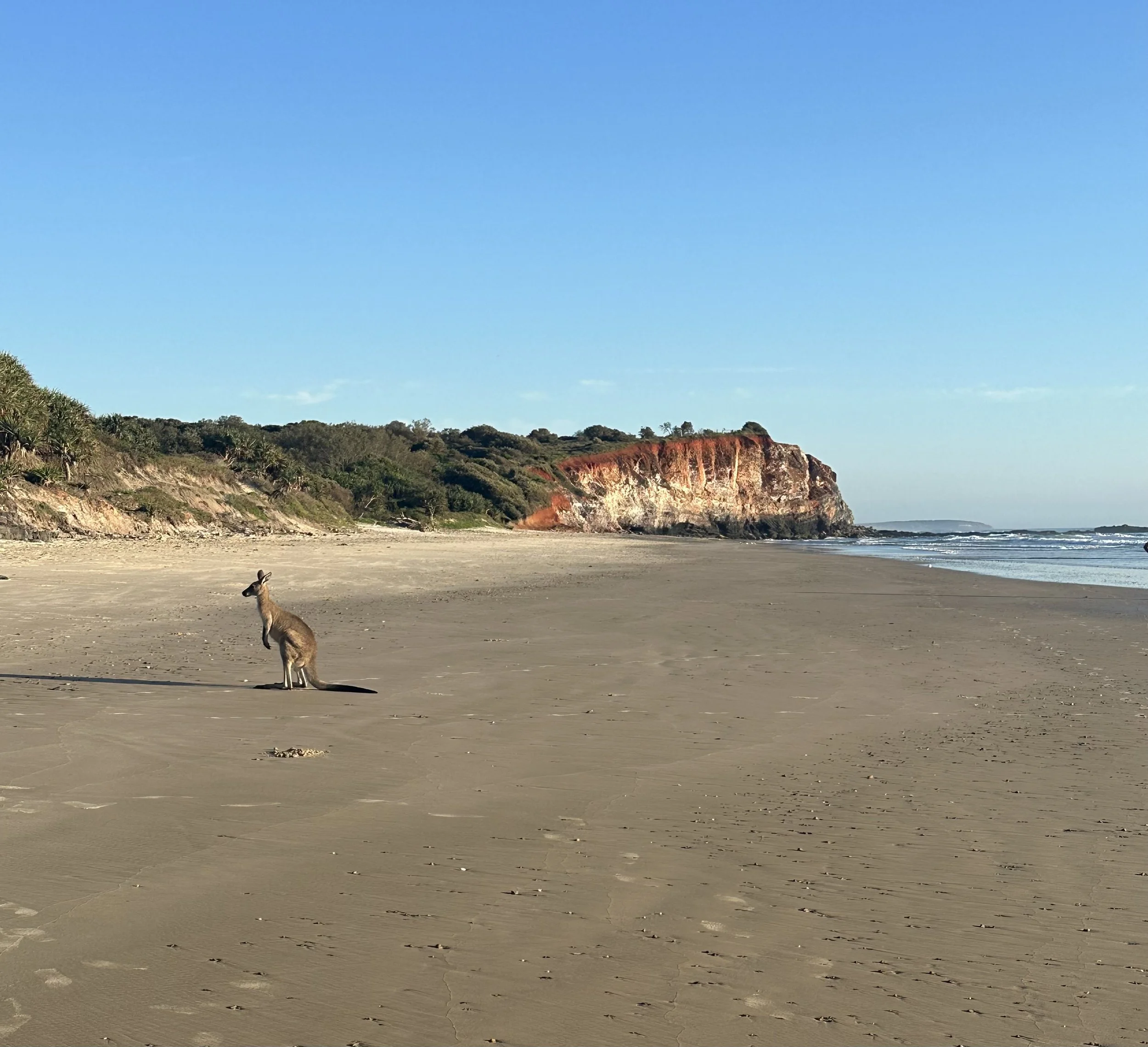 My favourite spots to see kangaroos by the beach in Australia
