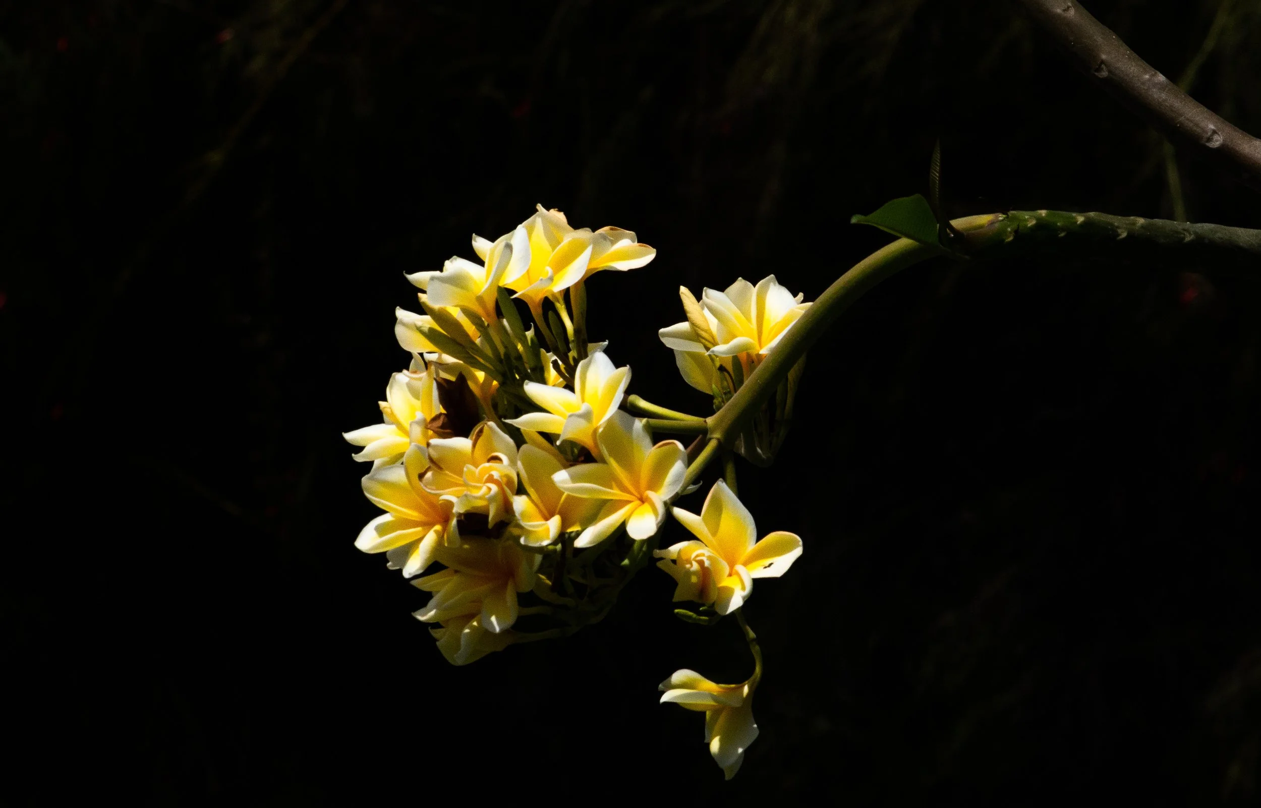 My favourite tropical flowers, the frangipani. Taken somewhere in Bali, Indonesia.