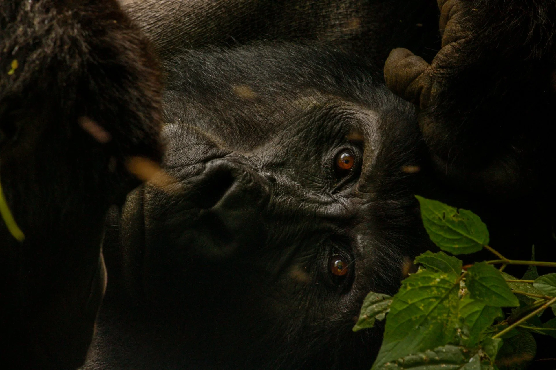 Locking eyes with a silverback mountain gorilla
