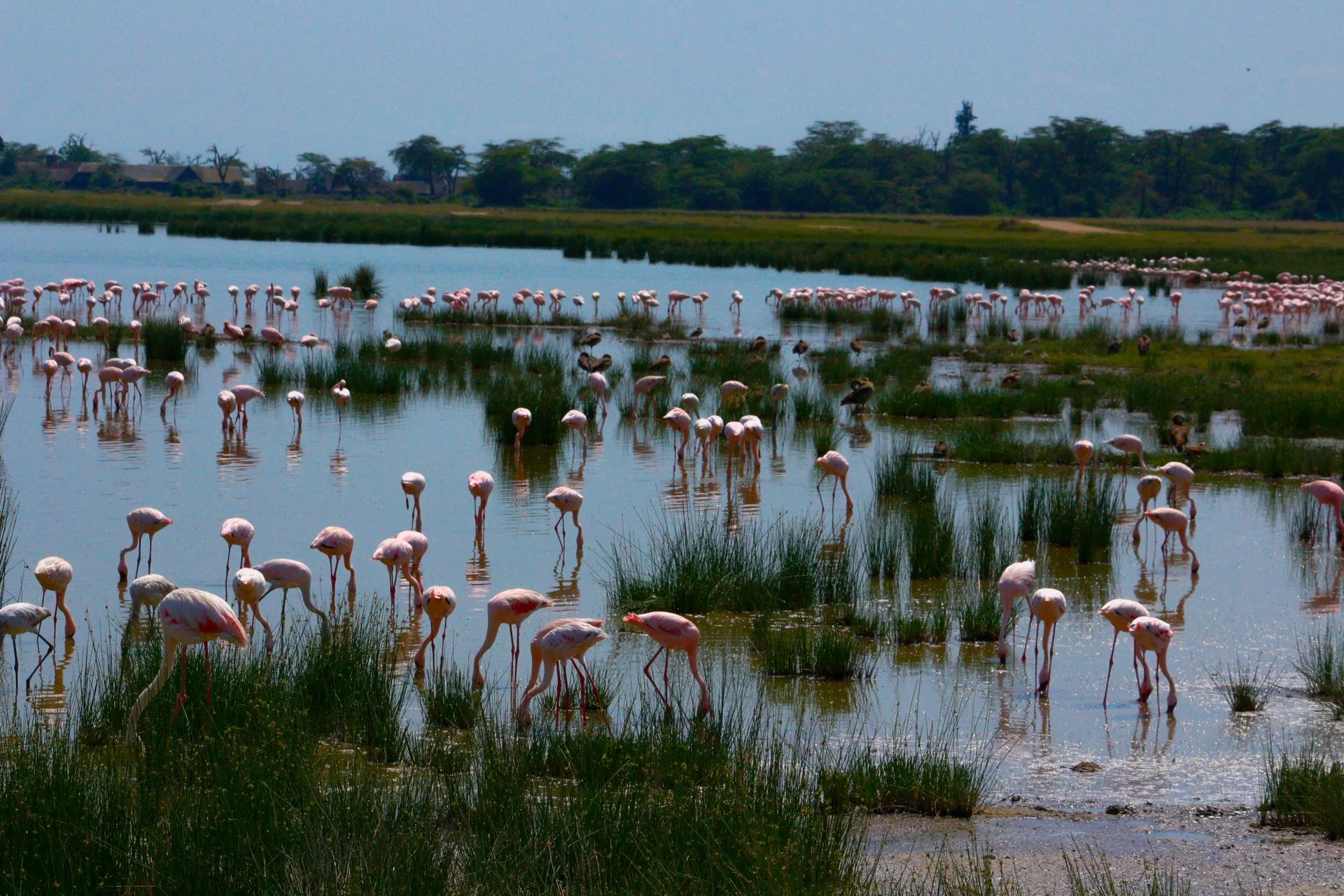 A lake full of flamingoes! | Amboselli NP Kenya
