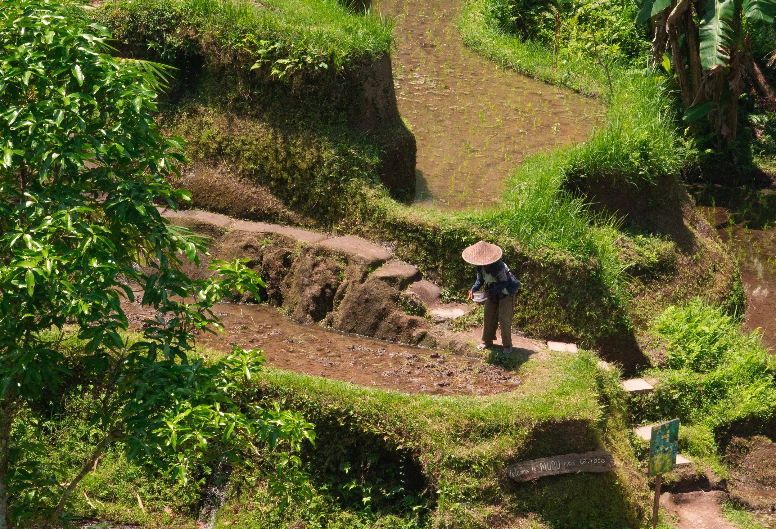Amongst the rice fields in Ubud, Indonesia.