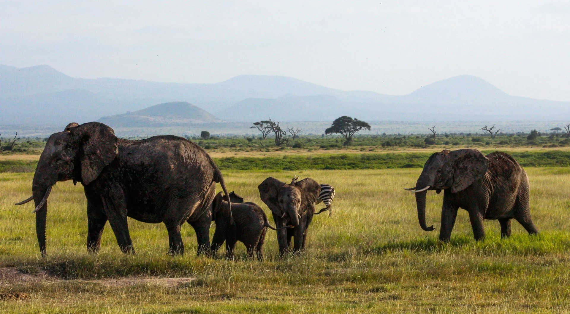 The scenes at Amboseli NP still wow me to this day