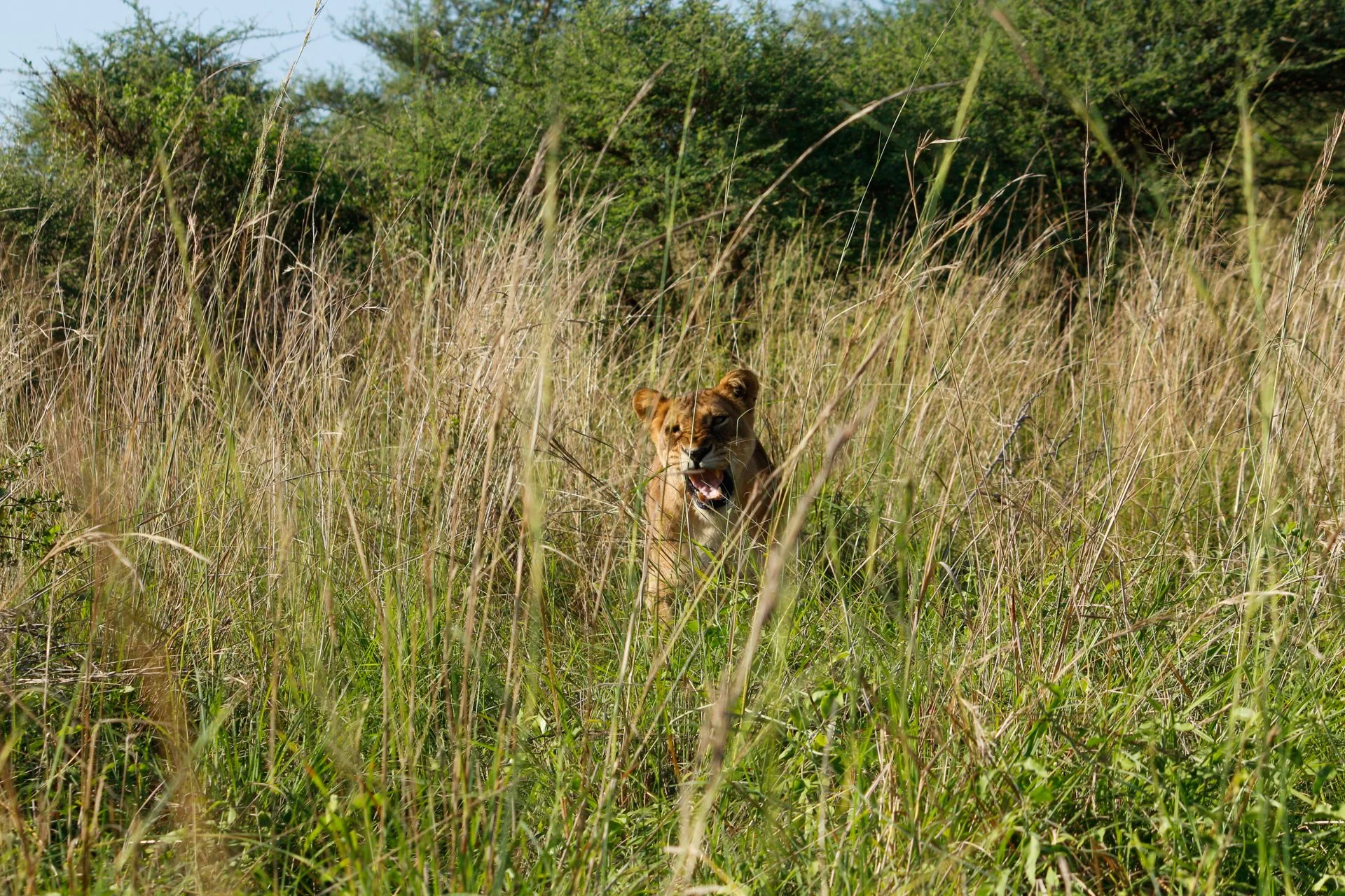 You do not want to get too close to that lioness! Murchison Falls National Park, Uganda