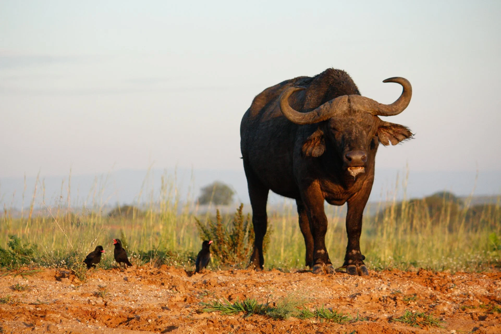 Golden Hour at Murchison Falls National Park, Uganda