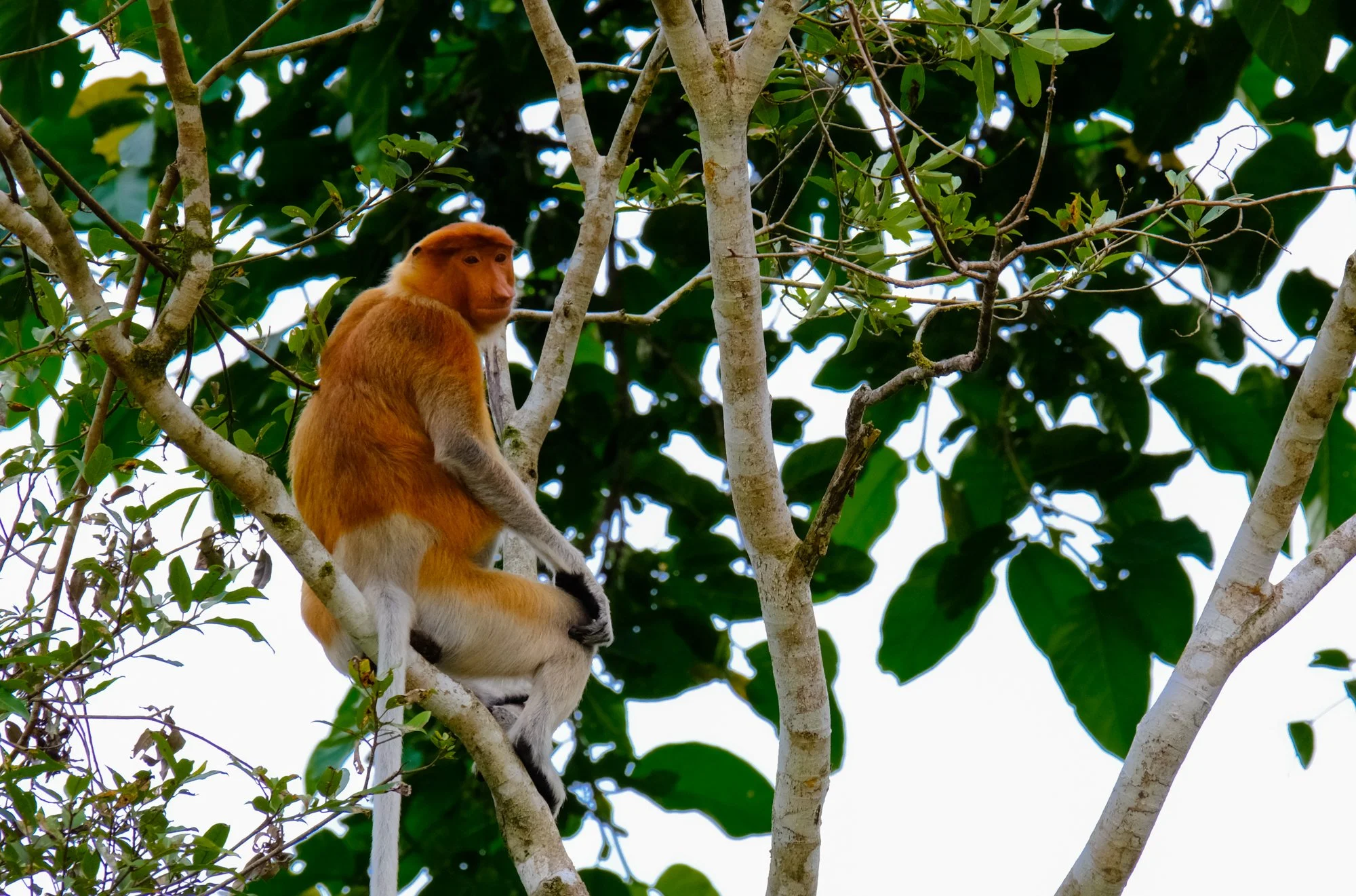 How long do you need for a trip to Borneo?
