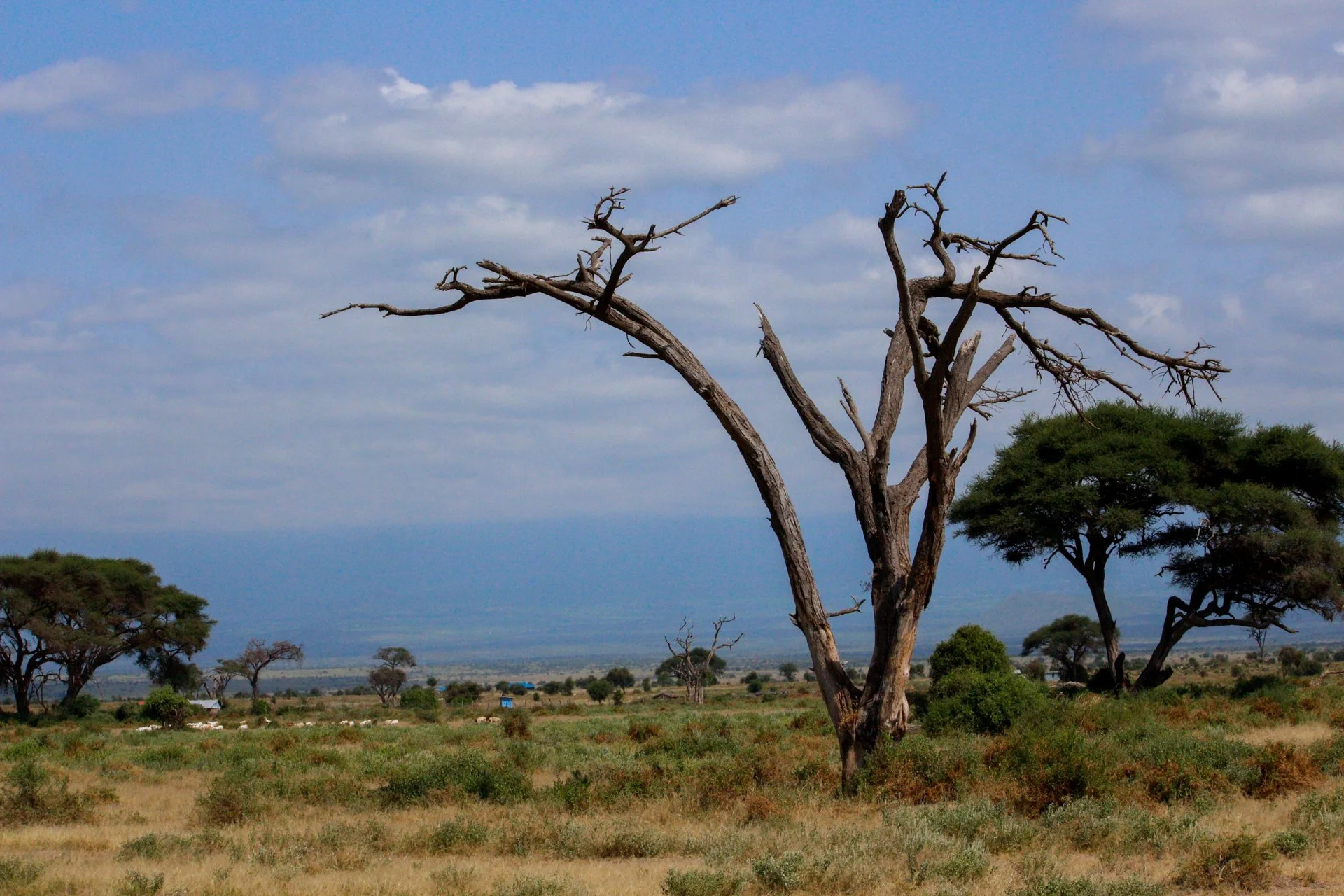 Beautiful landscape driving through Amboseli NP