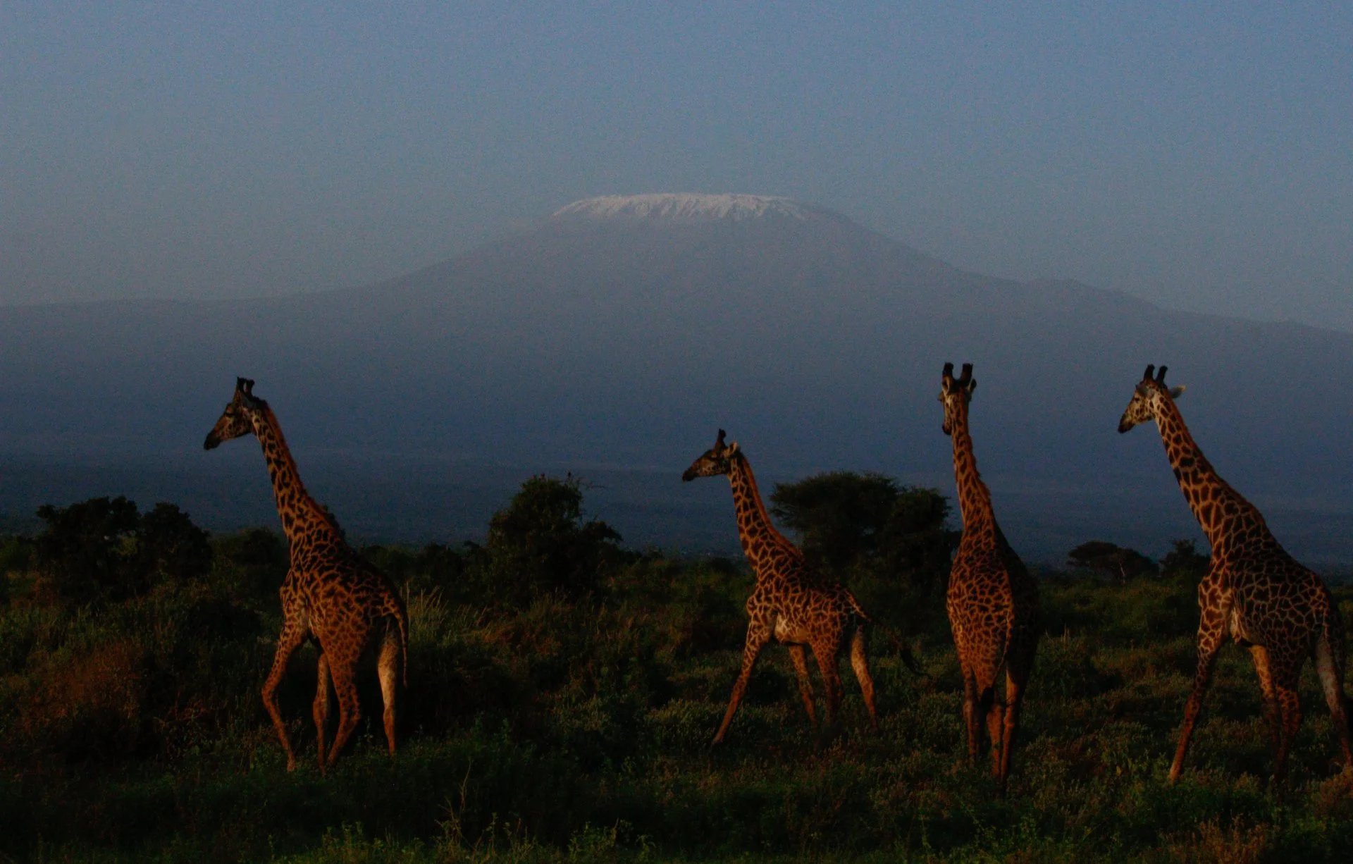 Giraffes at dawn feat Mt Kili - on the side of a road in Kenya