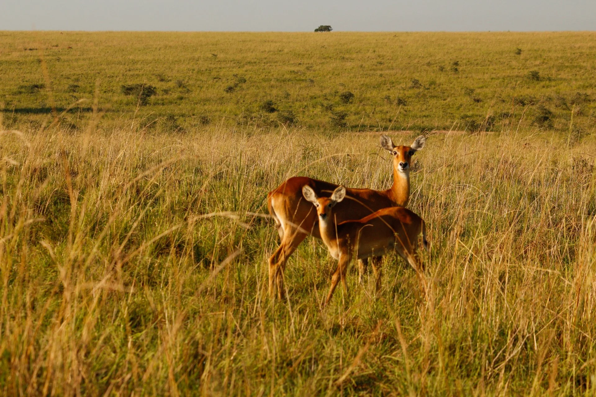 A mother Kob and her young | Murchison Falls National Park, Uganda