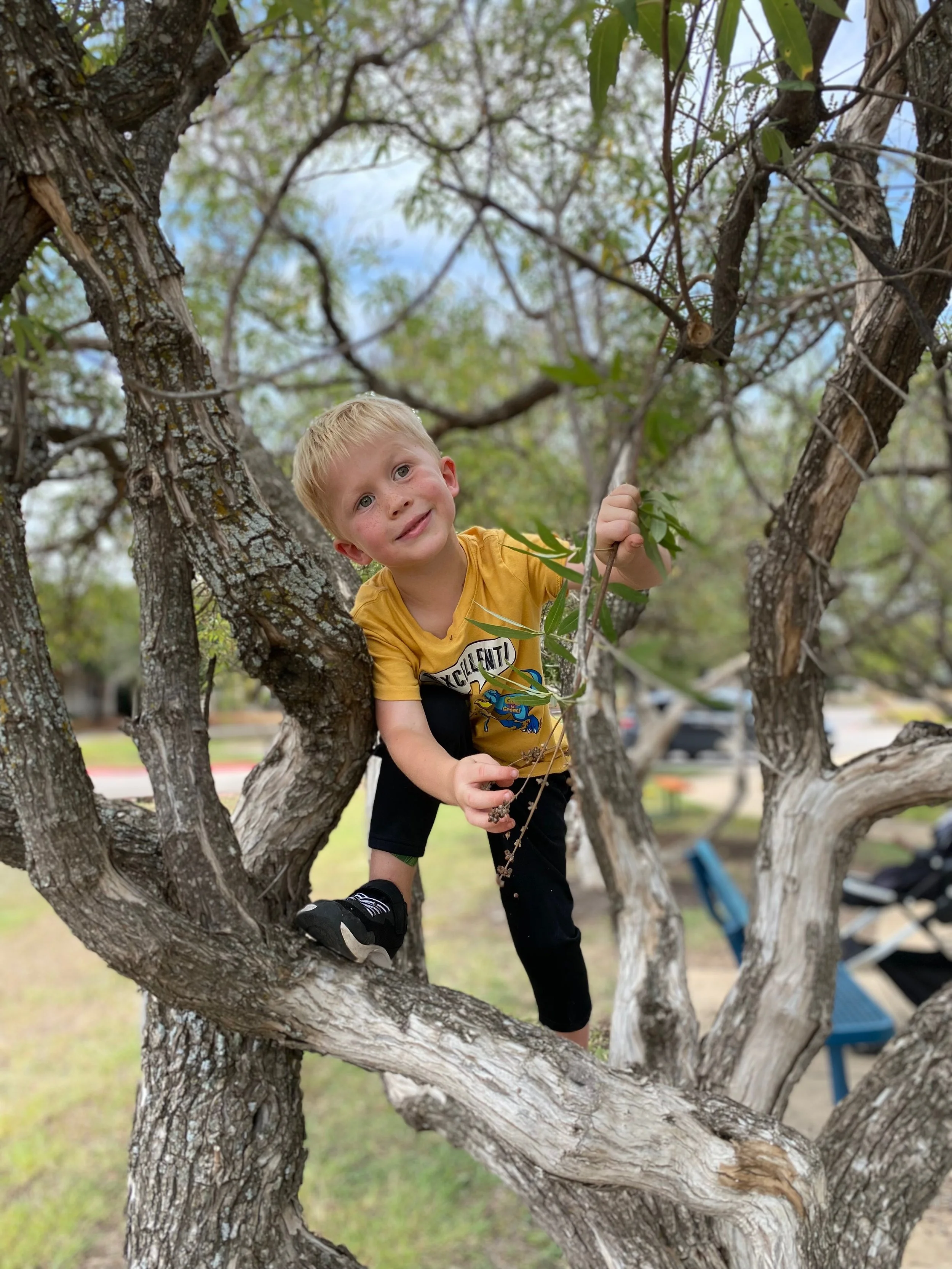 Tree Climbing: Is It Worth the Risk?