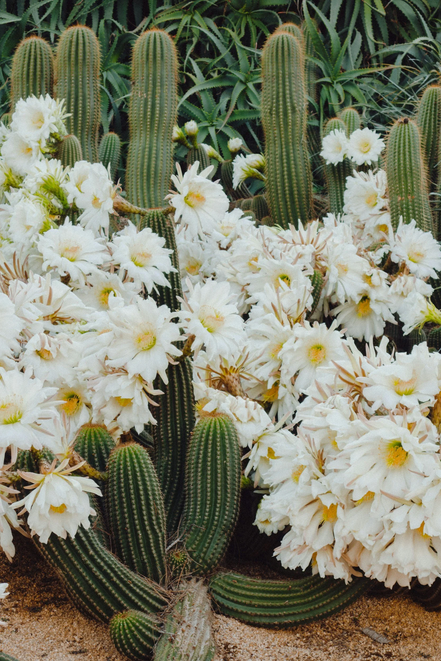 Cactus blooming with many white flowers.