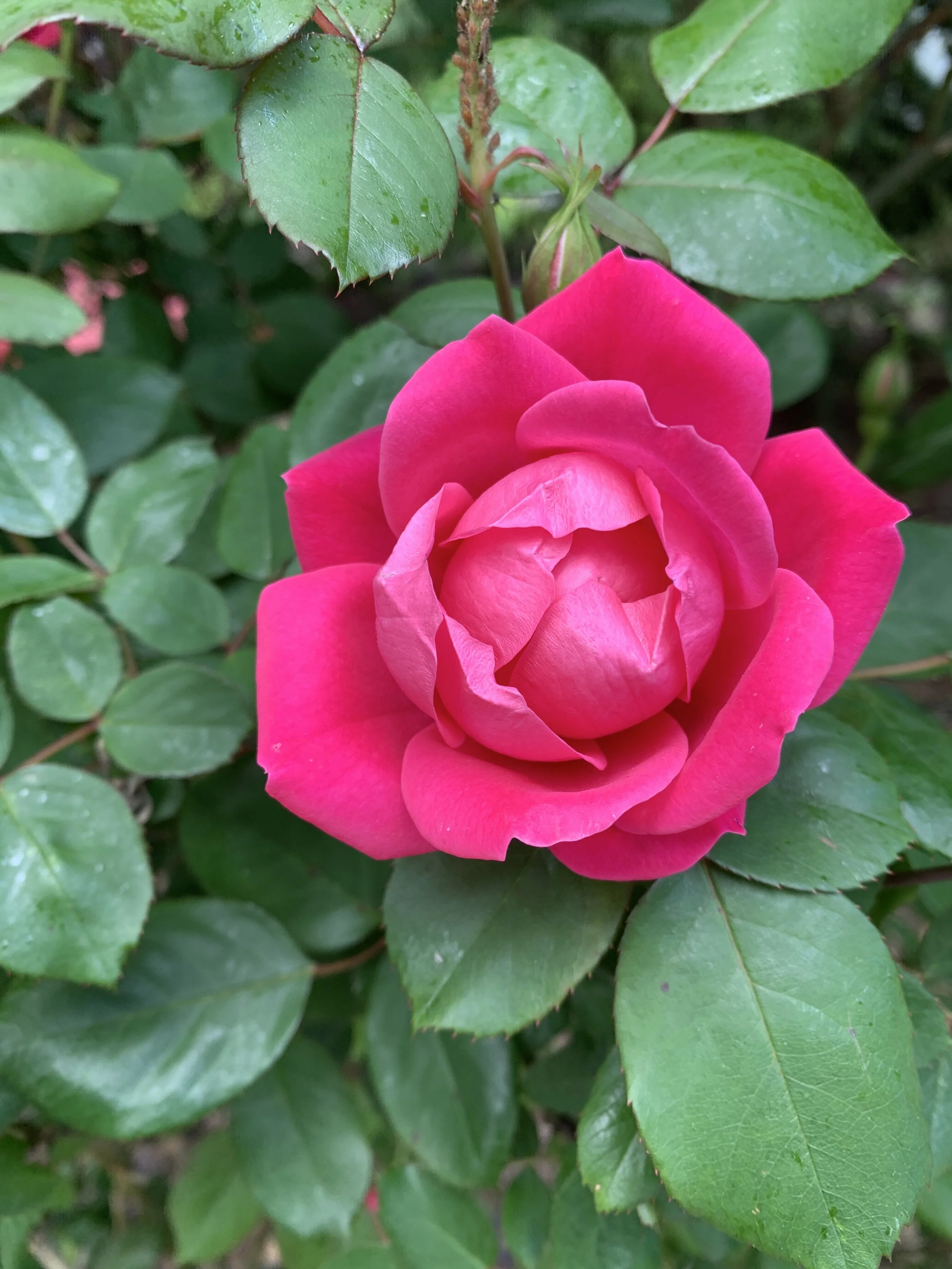 Pink rose surrounded by green rose leaves; relational therapy in California.