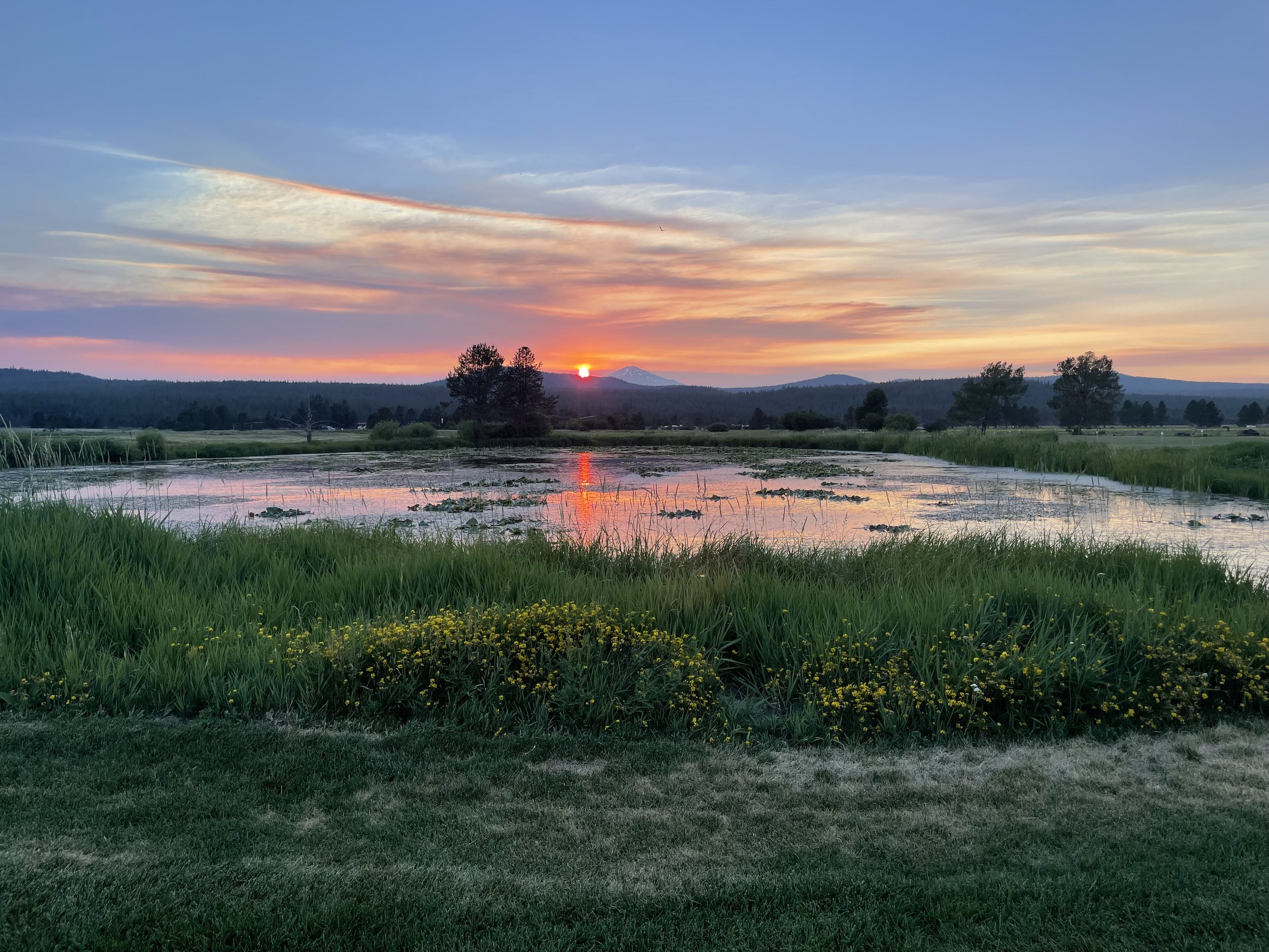 Golden hour at a Pacific Northwest wetland, with wildflowers in the foreground and a fiery orange sun setting behind distant mountains and lily-filled water.