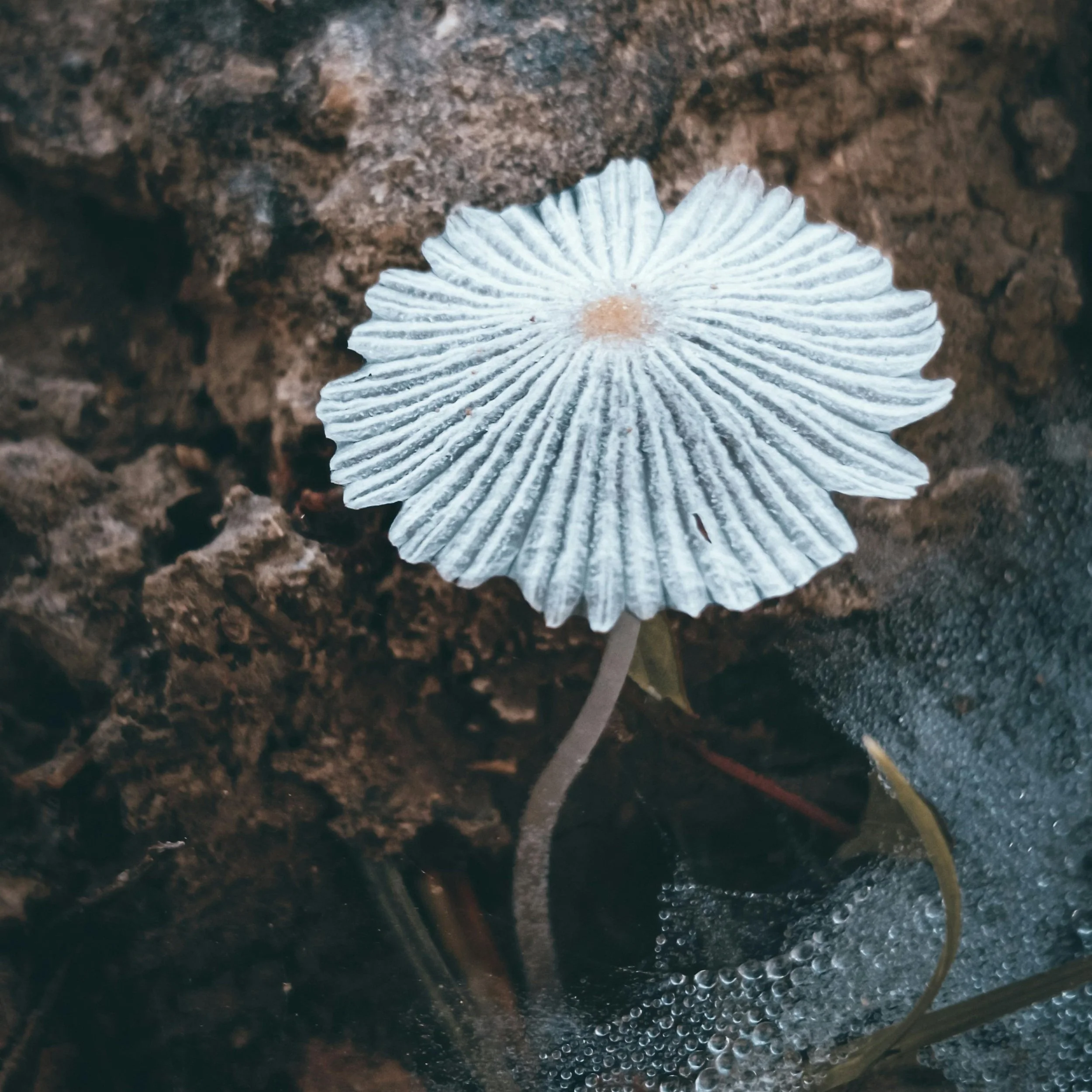 Fungal Acne Mythbusters: Debunking Common Misconceptions about Yeast-Induced Breakouts