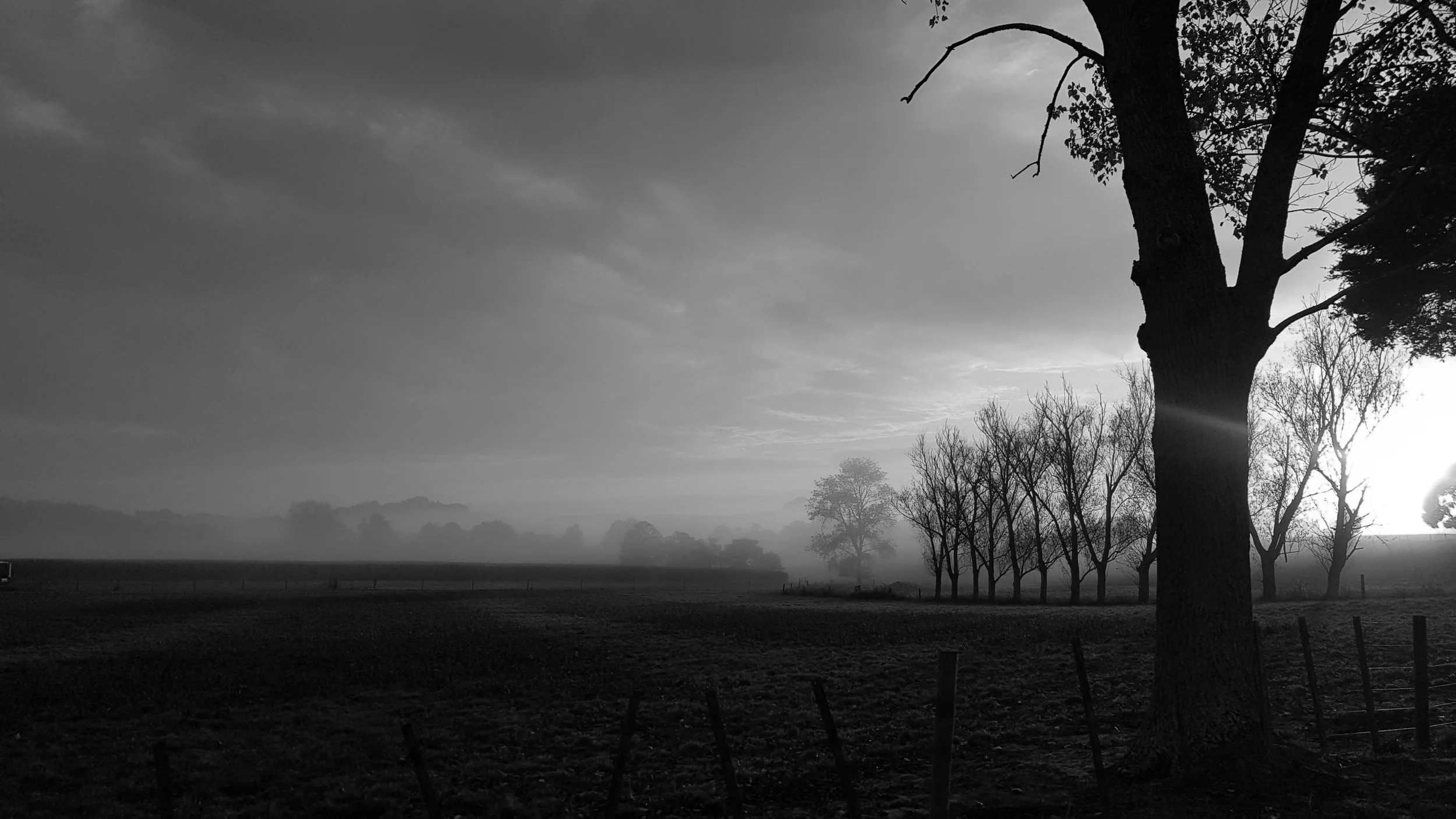 tree fog(1).jpg