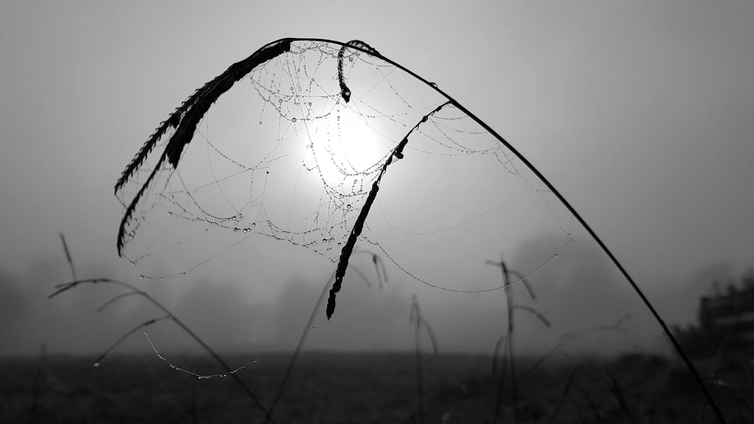Dewdrops.jpg