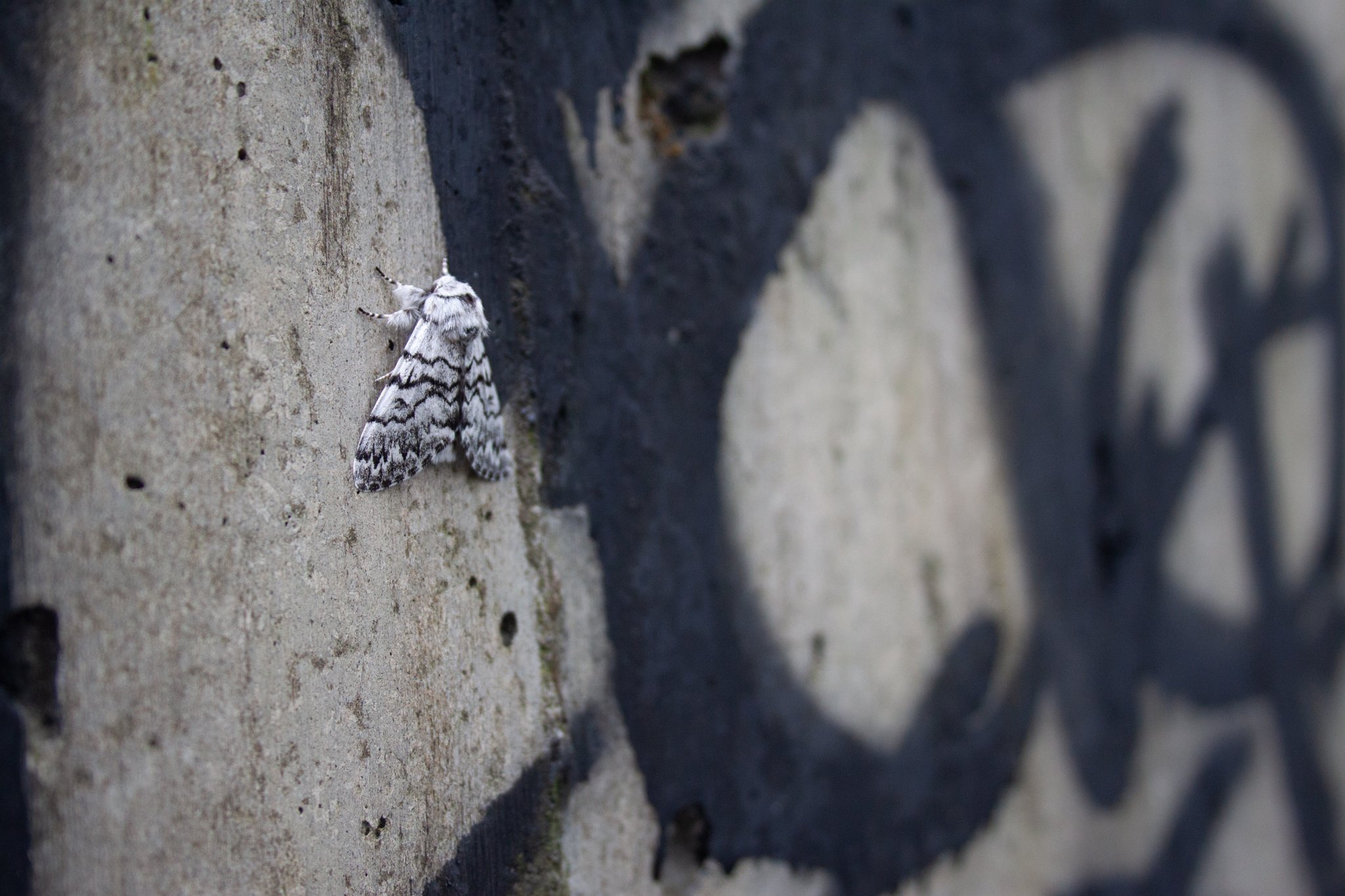 graffiti-moth-01.jpg
