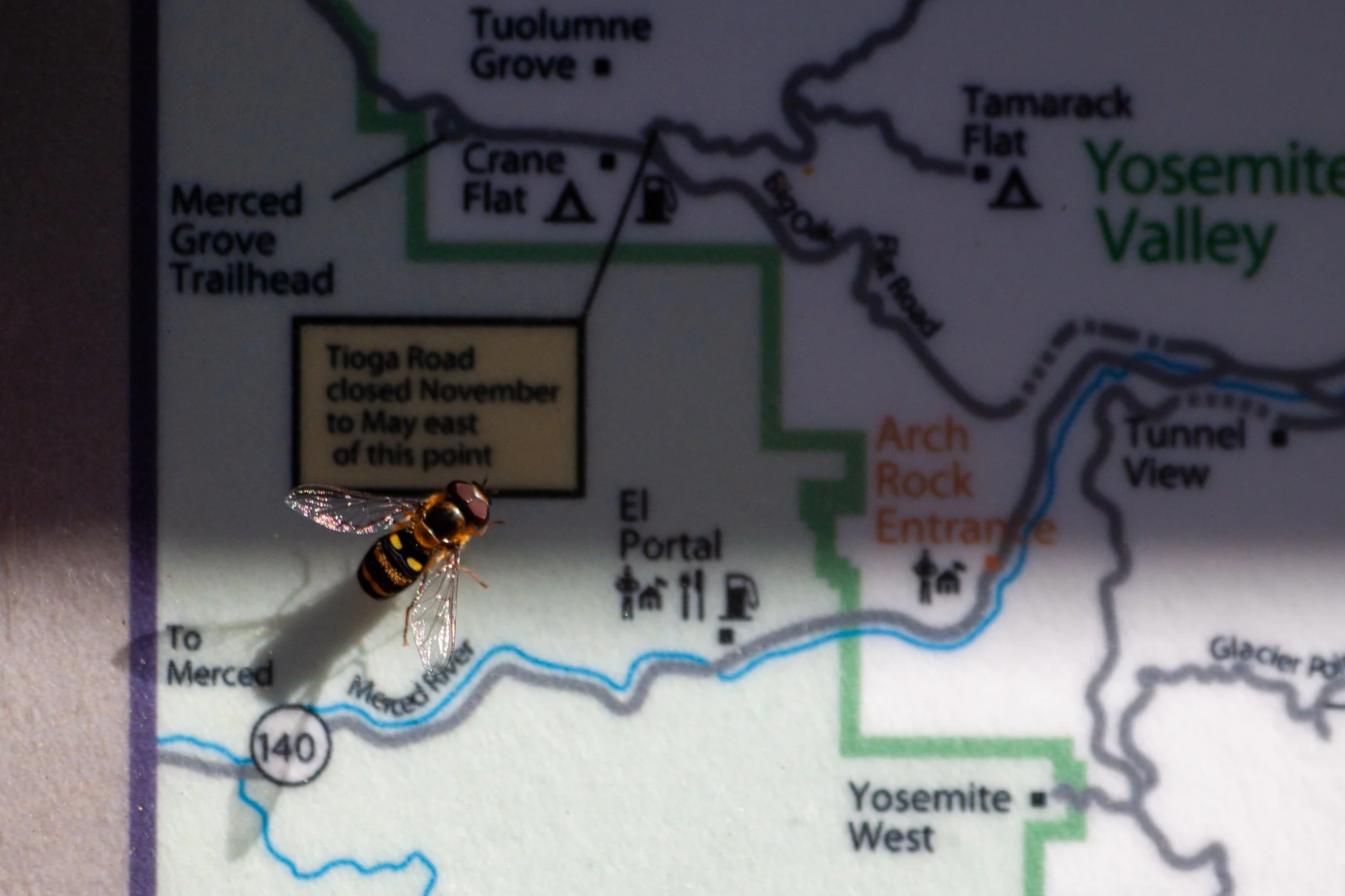 false-map-bee-01.jpg