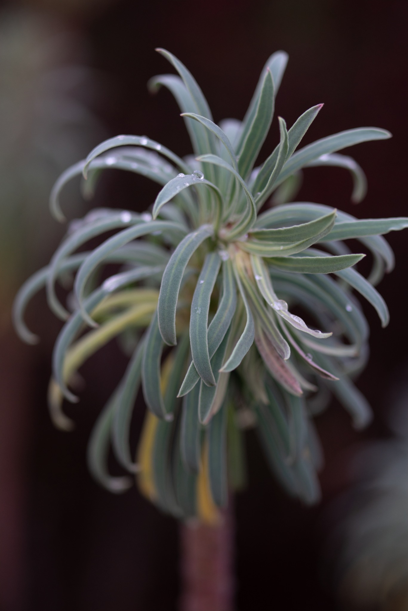 December 2025; Bellevue Botanical Garden.