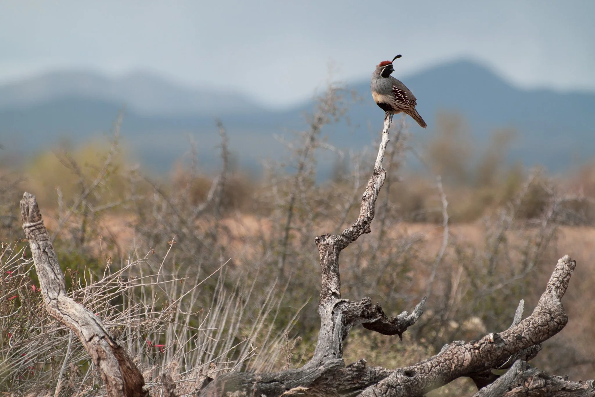 arizona-quail-01.jpg