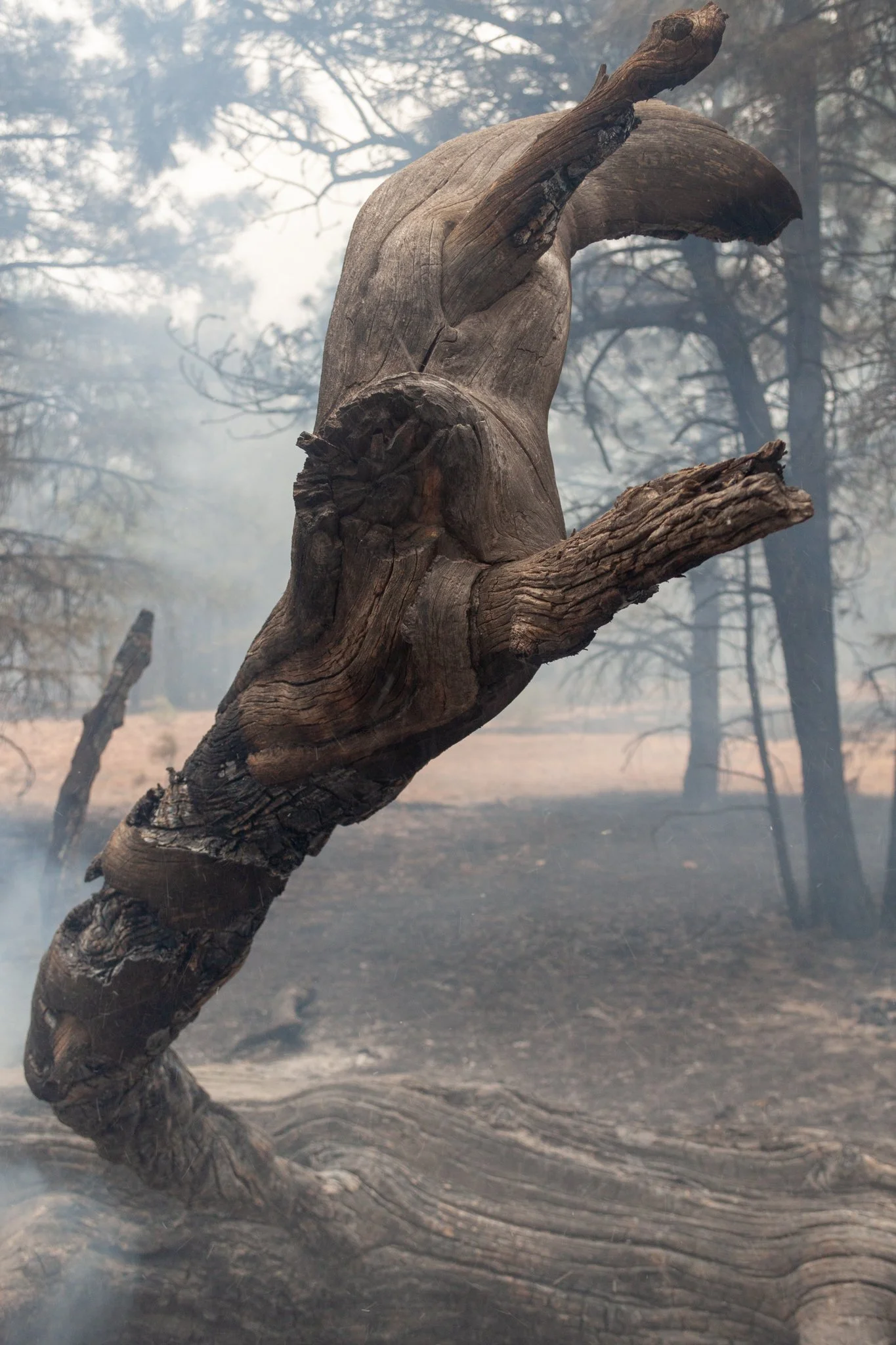 smoky-tree-arm-01.jpg