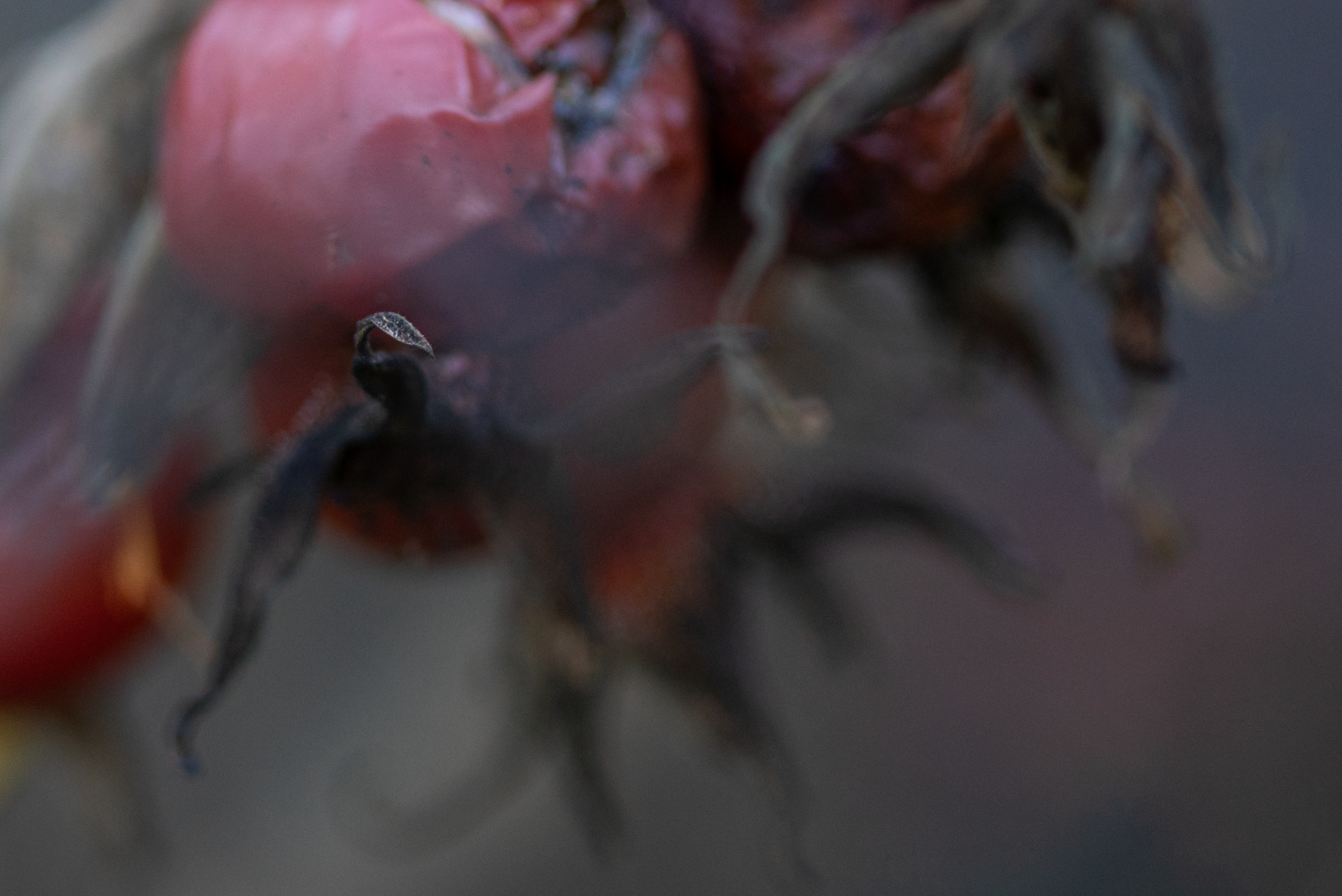 December 2025; Bellevue Botanical Garden.