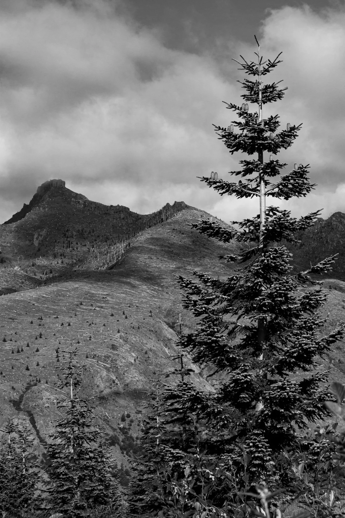 September 2011; Mt. St. Helens National Park.