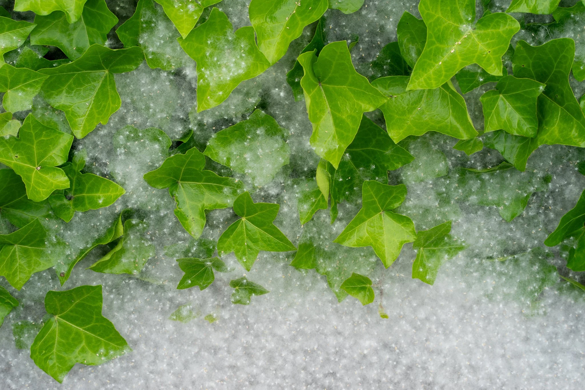 "Fluff Season" - May 2026; Kirkland.
