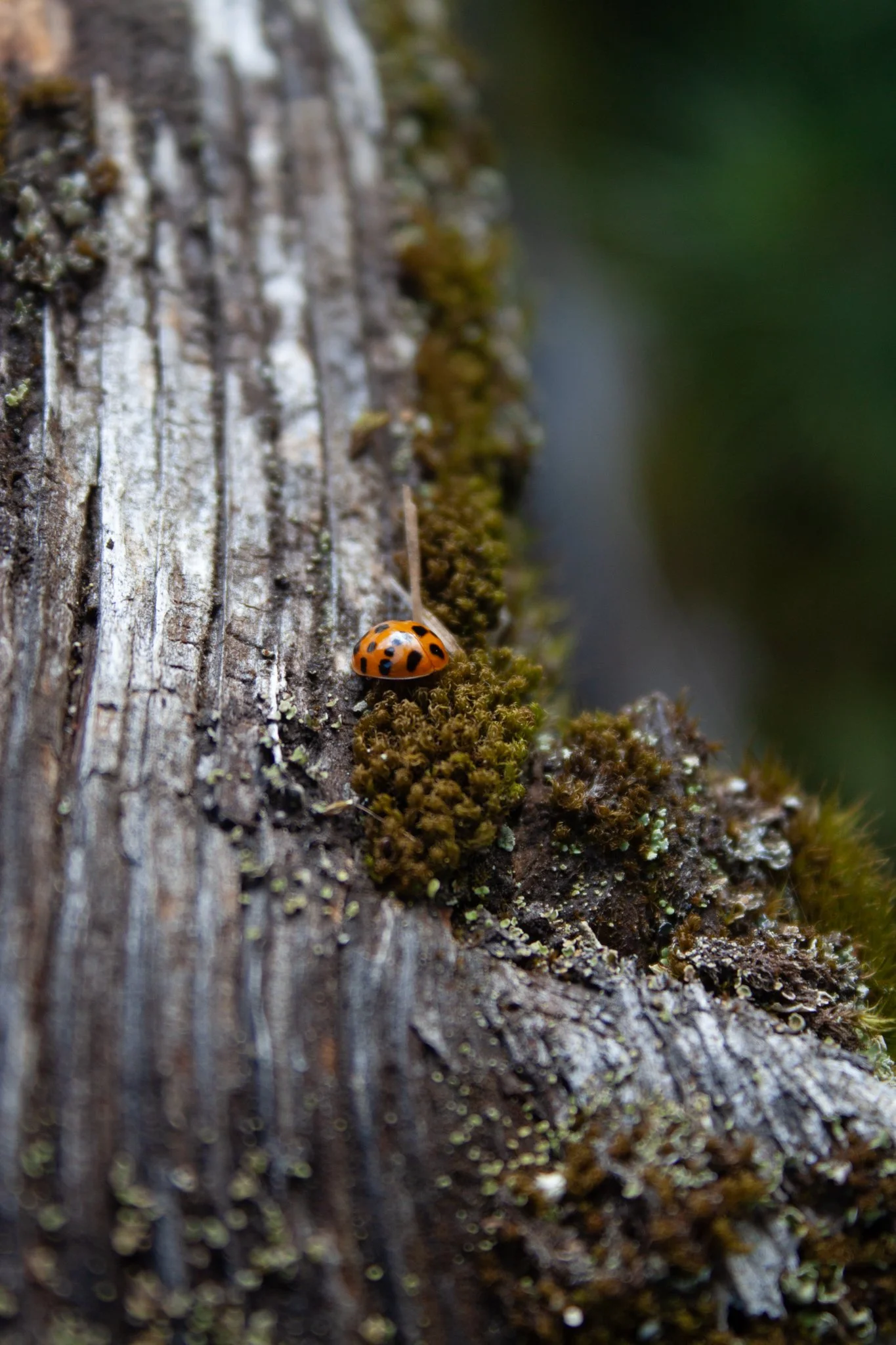 moss-lady-01.jpg