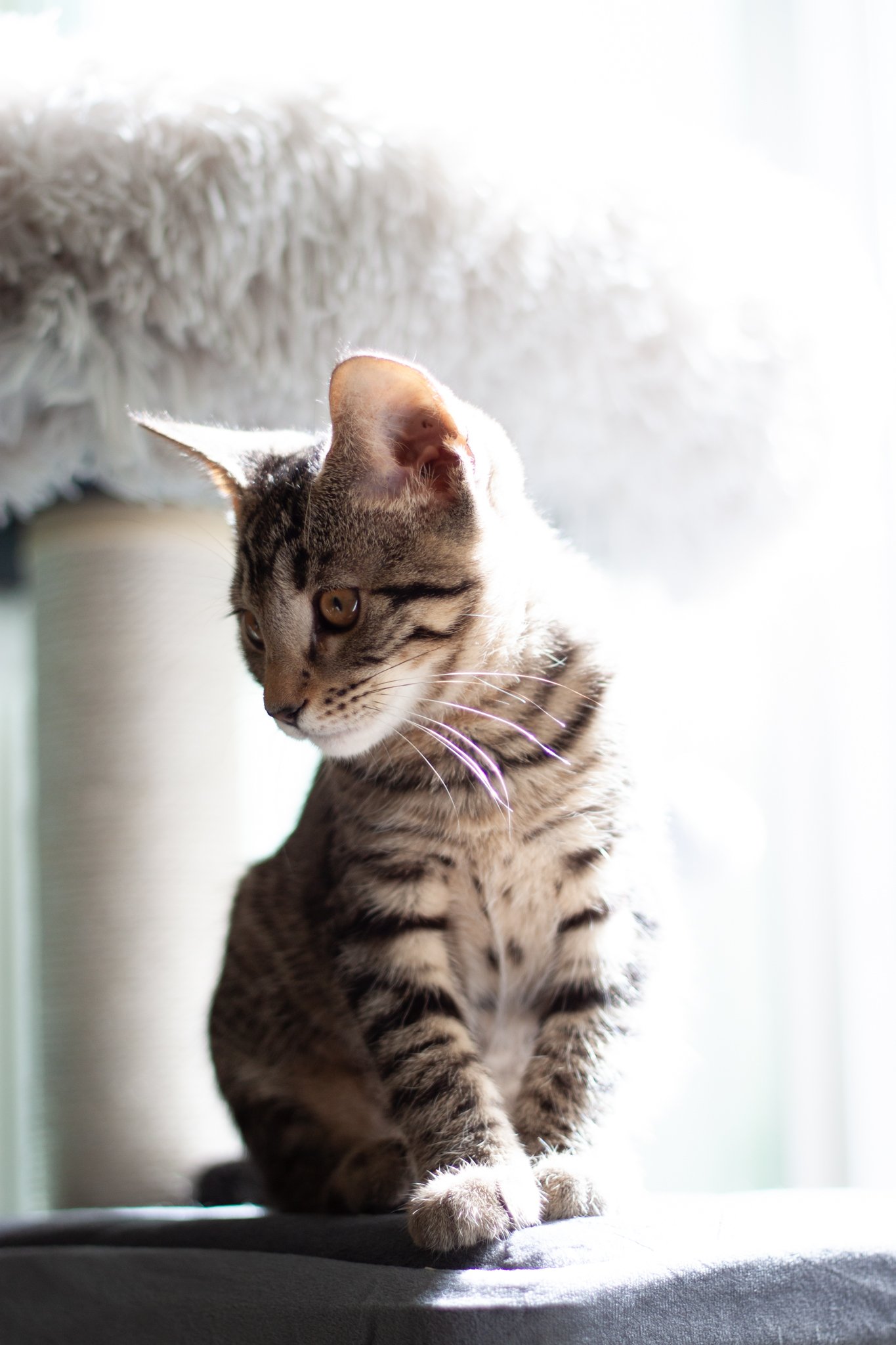 kitten-whiteout-01.jpg