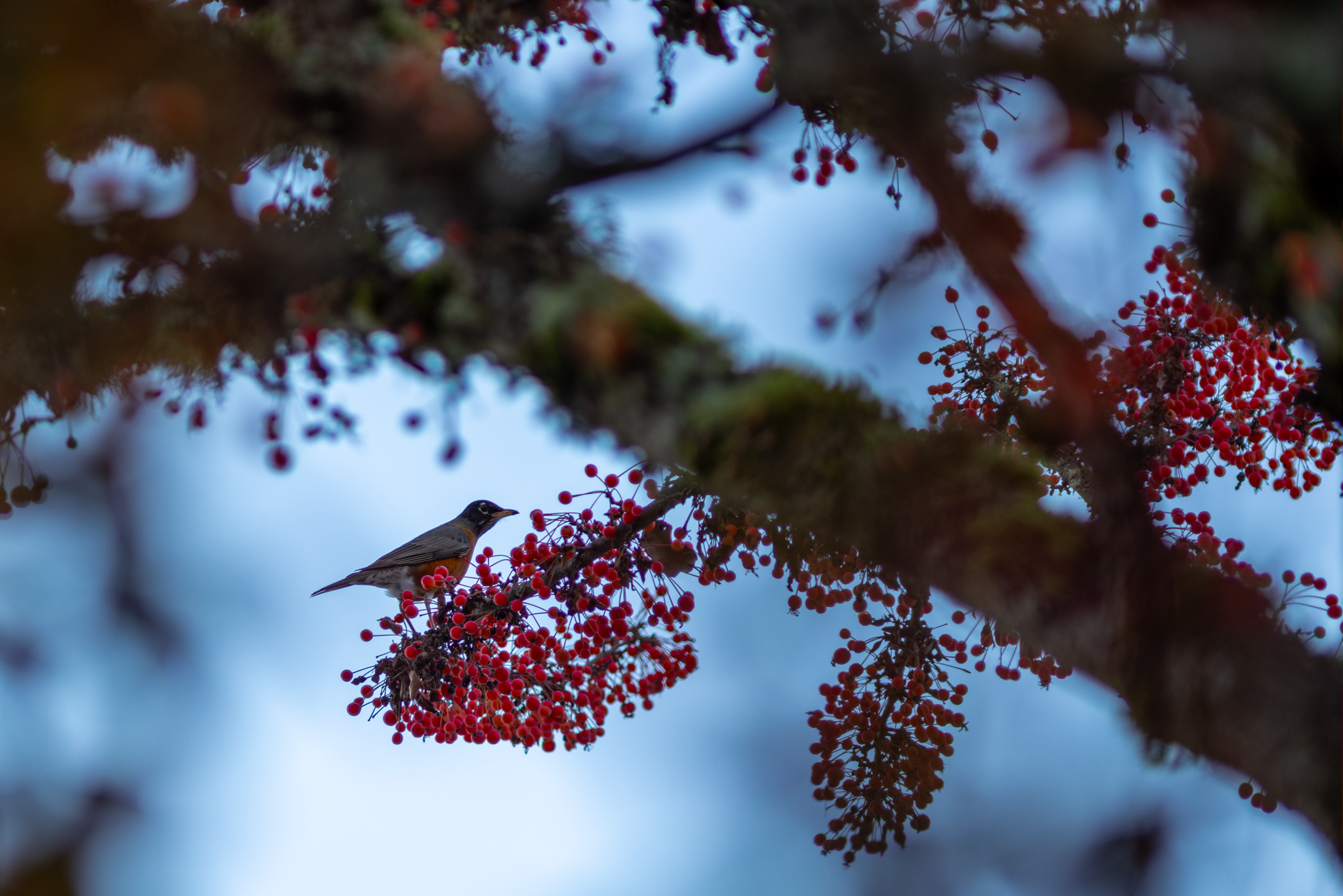 winter-robin-berries-01.png