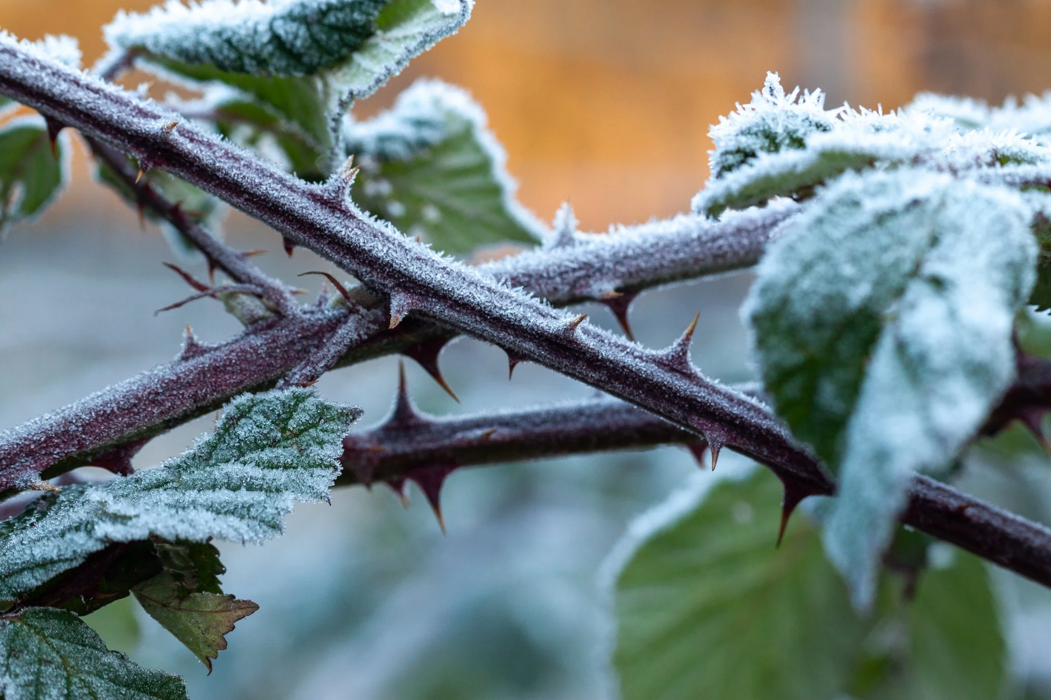 January 2012; Issaquah.