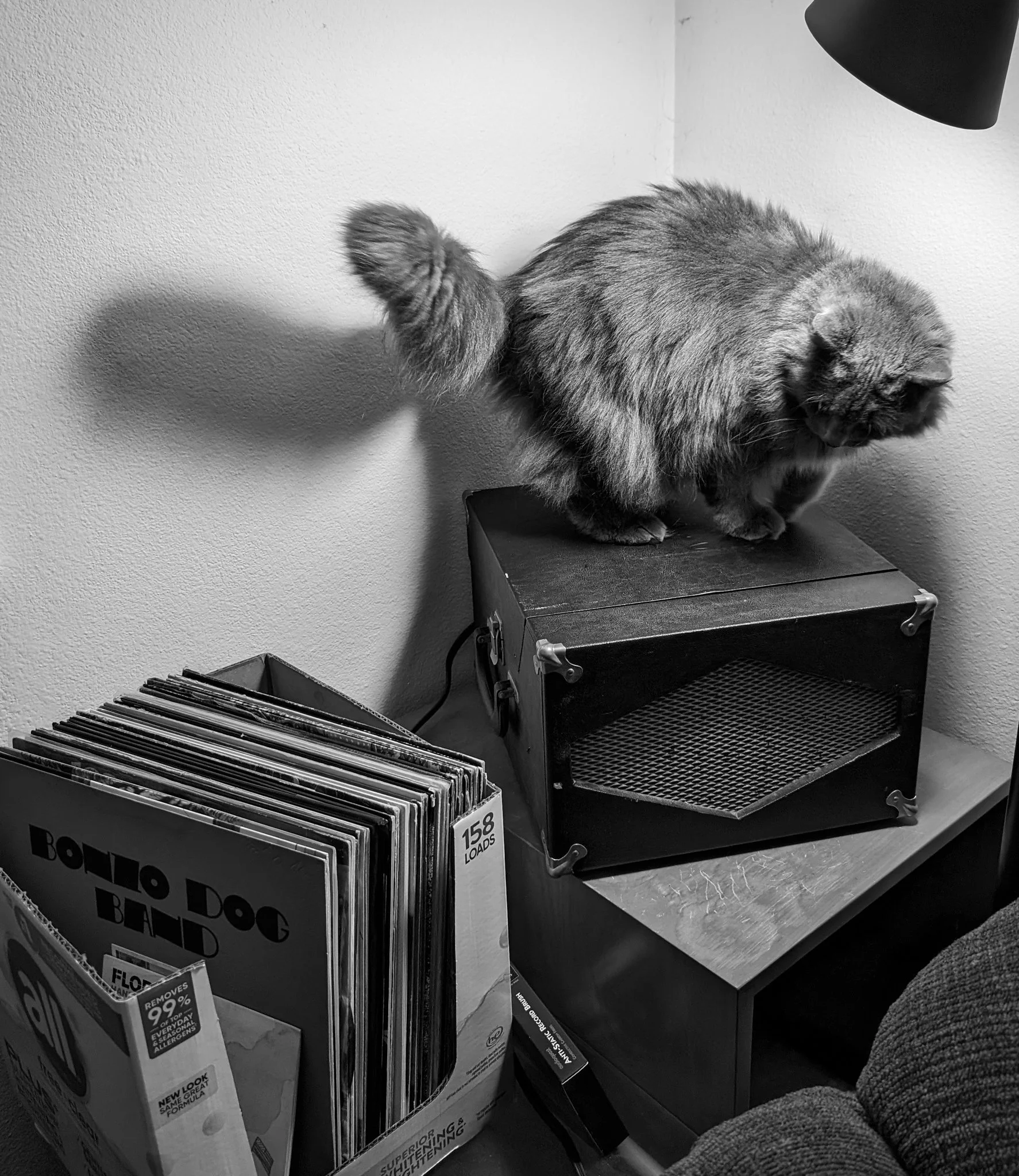 vinyl-cat-01.jpg