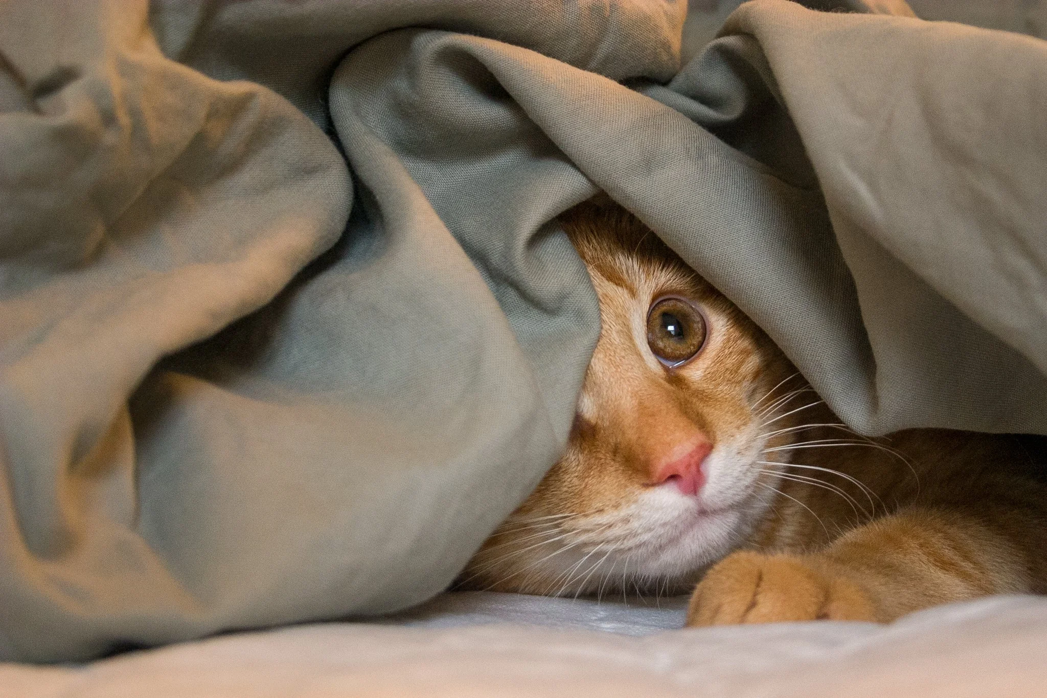 orange-cat-peeking-01.jpg