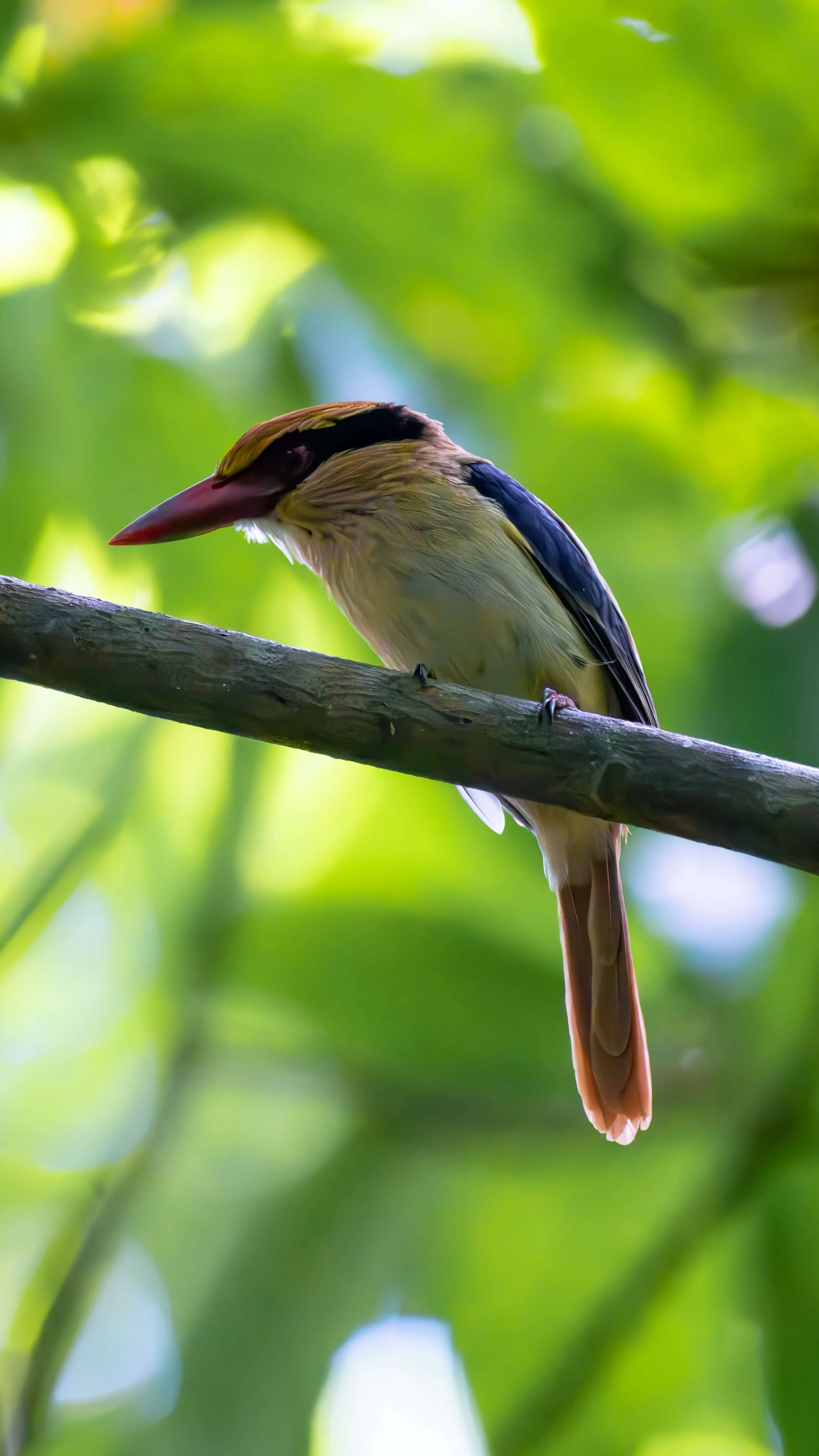 DSC_4572 Sulawesi Lilac Kingfisher 2.jpg