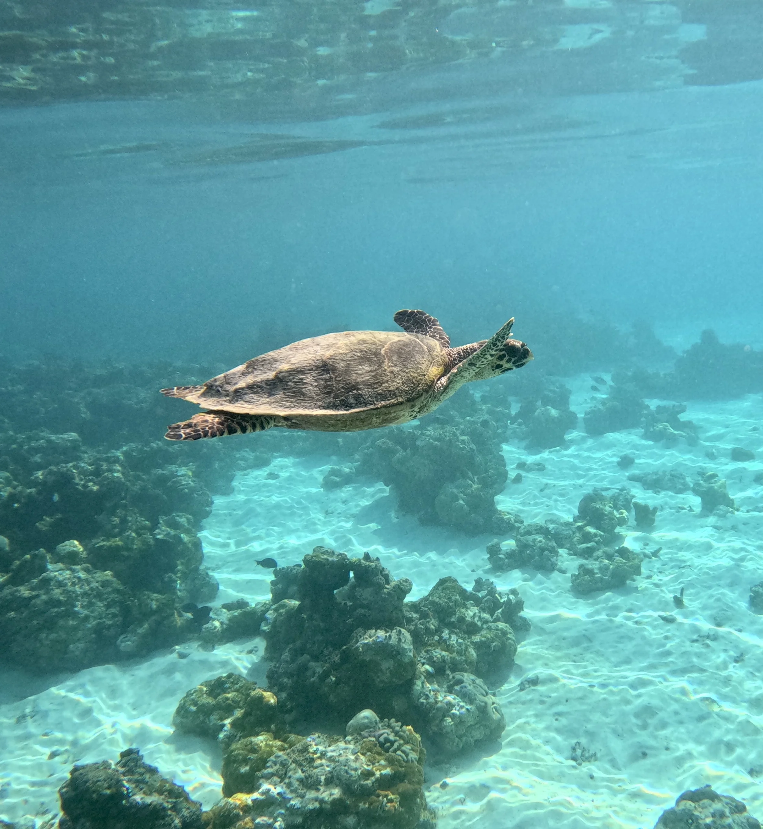 GPTempDownload 5.JPEG