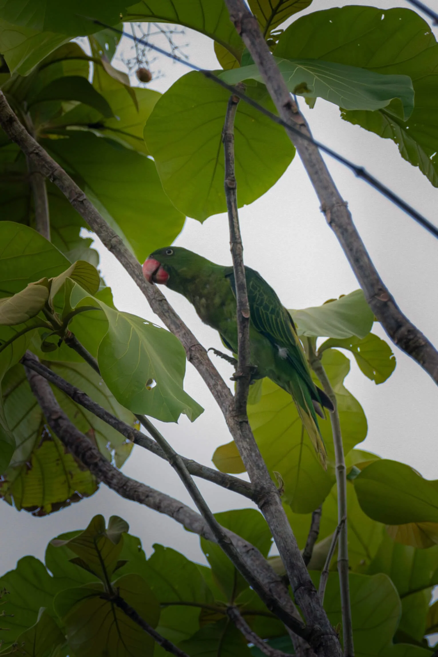 DSC_4764.jpg