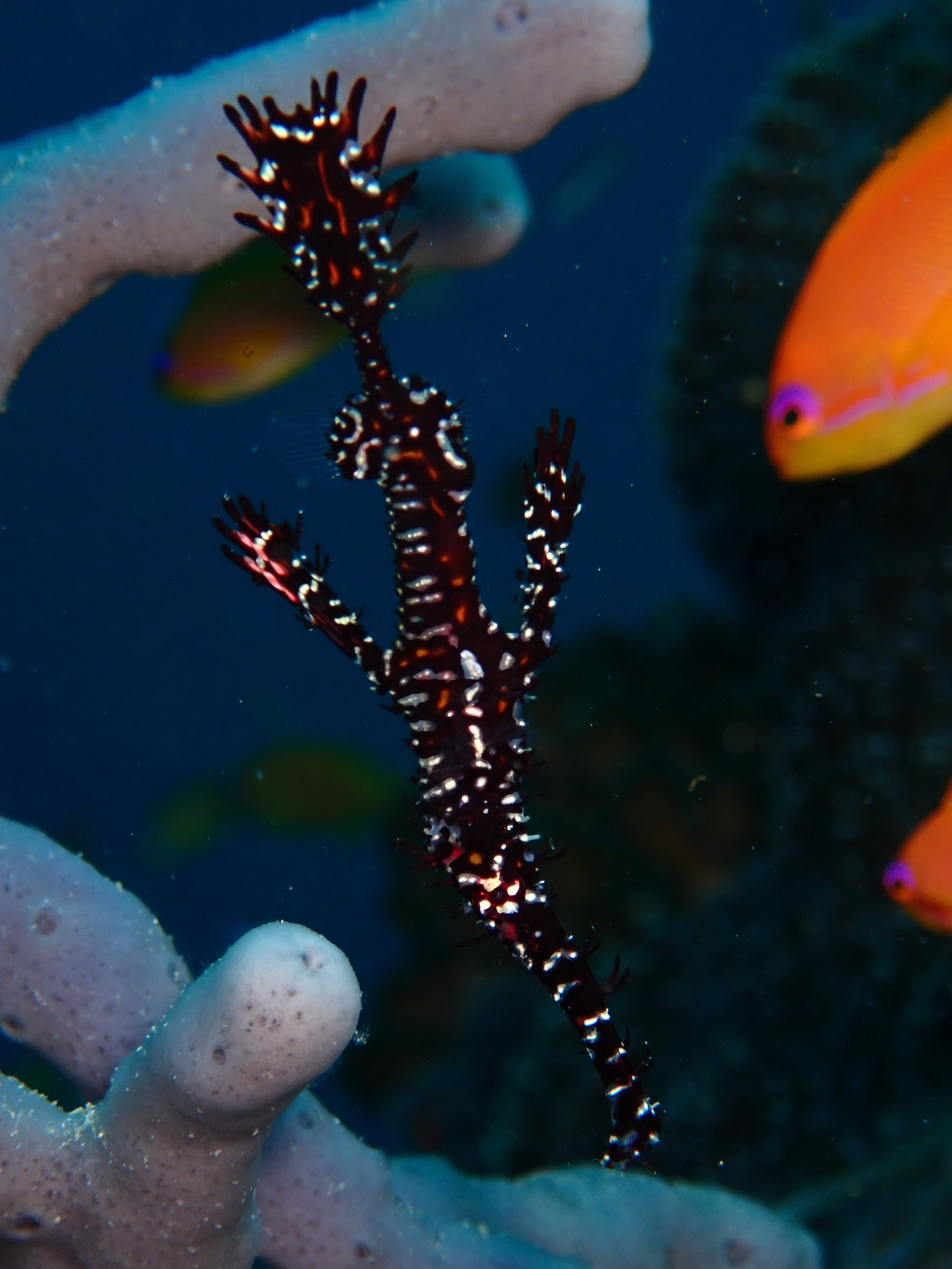 ORNATE PIPEFISH.JPEG