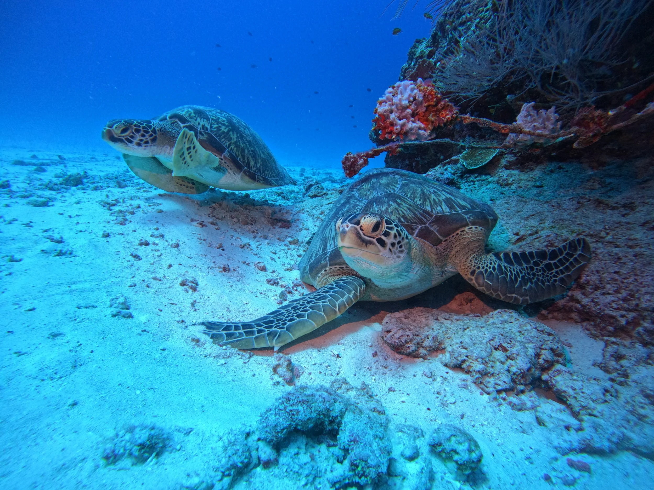 GPTempDownload 3.JPEG